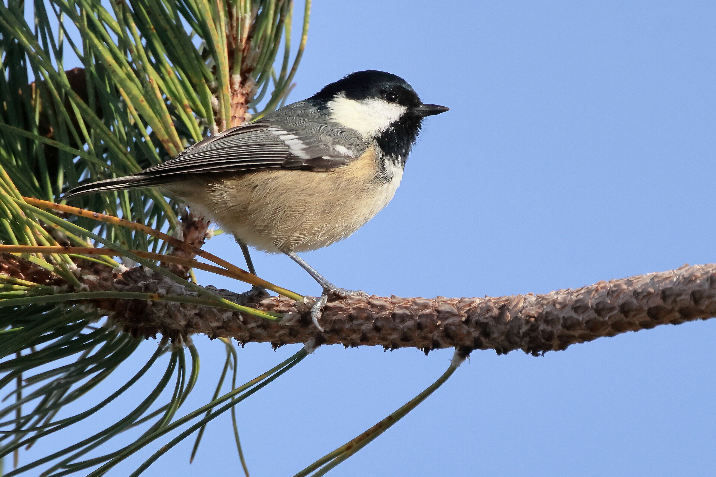 Periparus ater (Cincia mora)