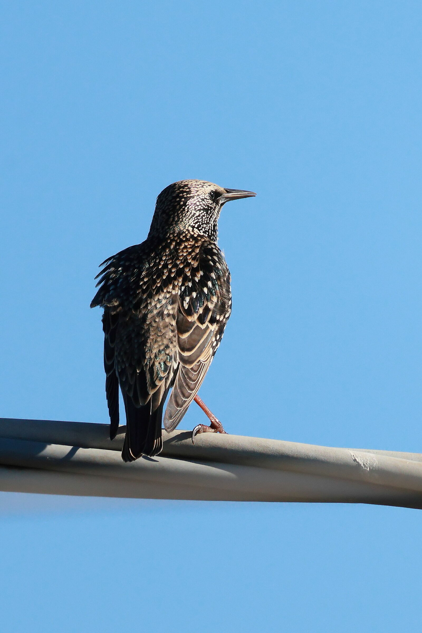 Sturnus vulgaris (Storno)