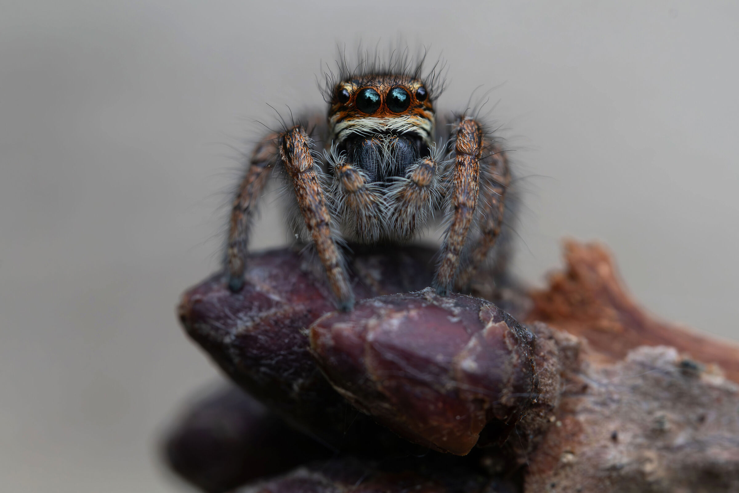 Salticidae sp.