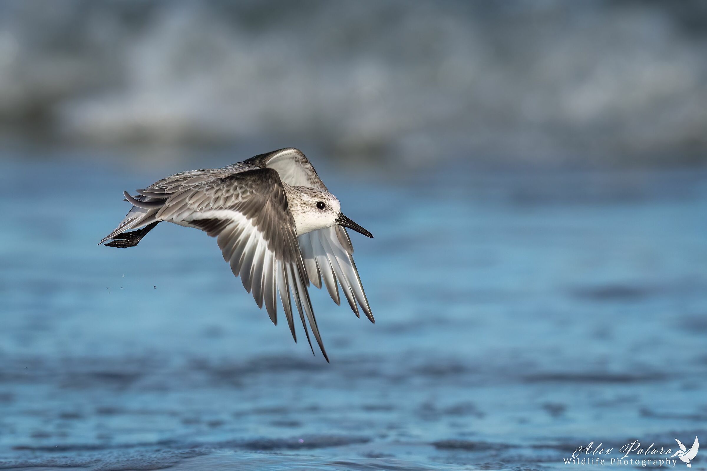 Piovanello Tridattilo