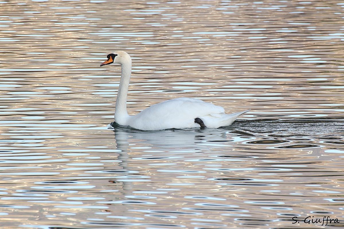 Cigno sull'argento..