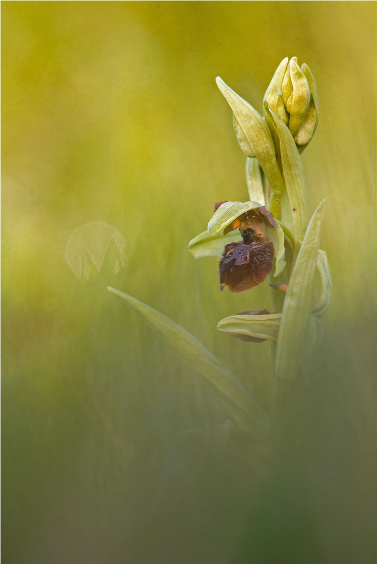 Ophrys sphegodes