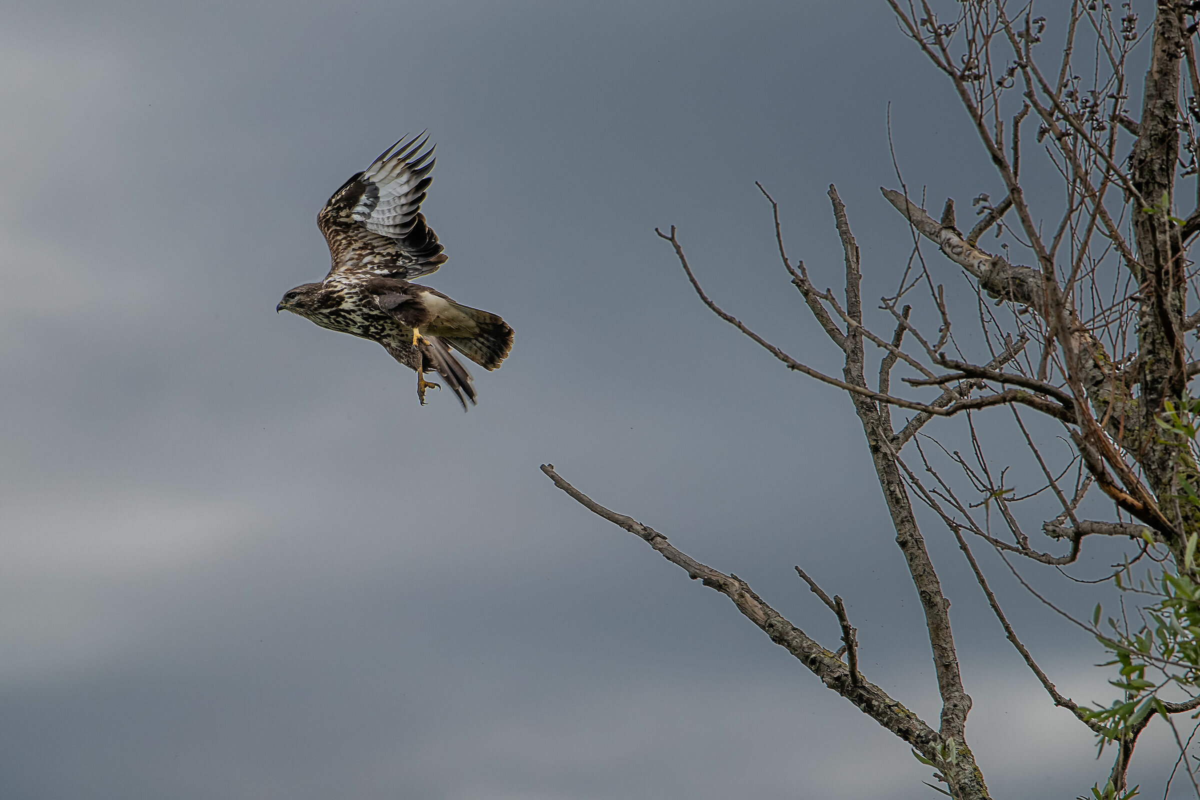 Buzzard