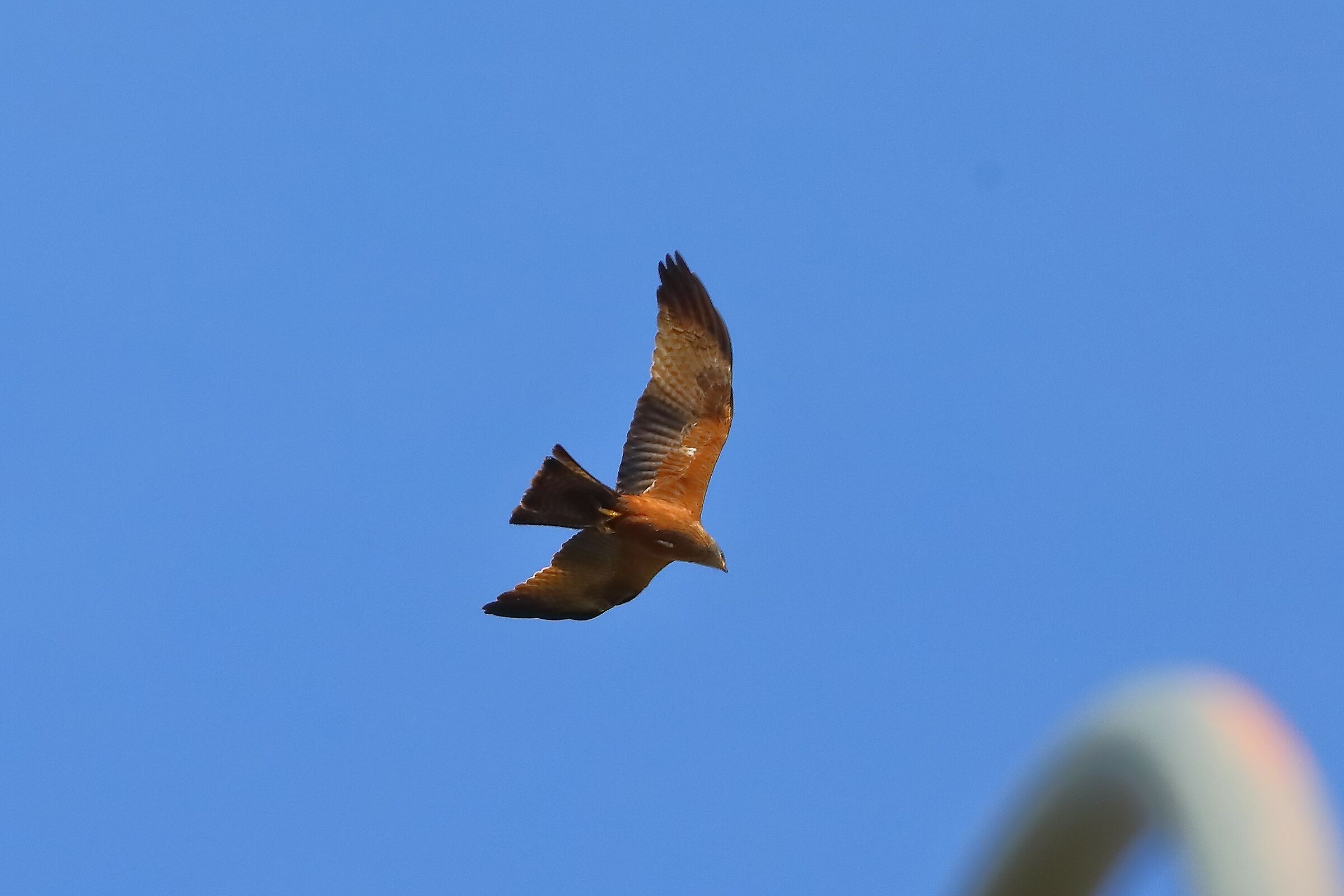 Black Kite 08-06-2023