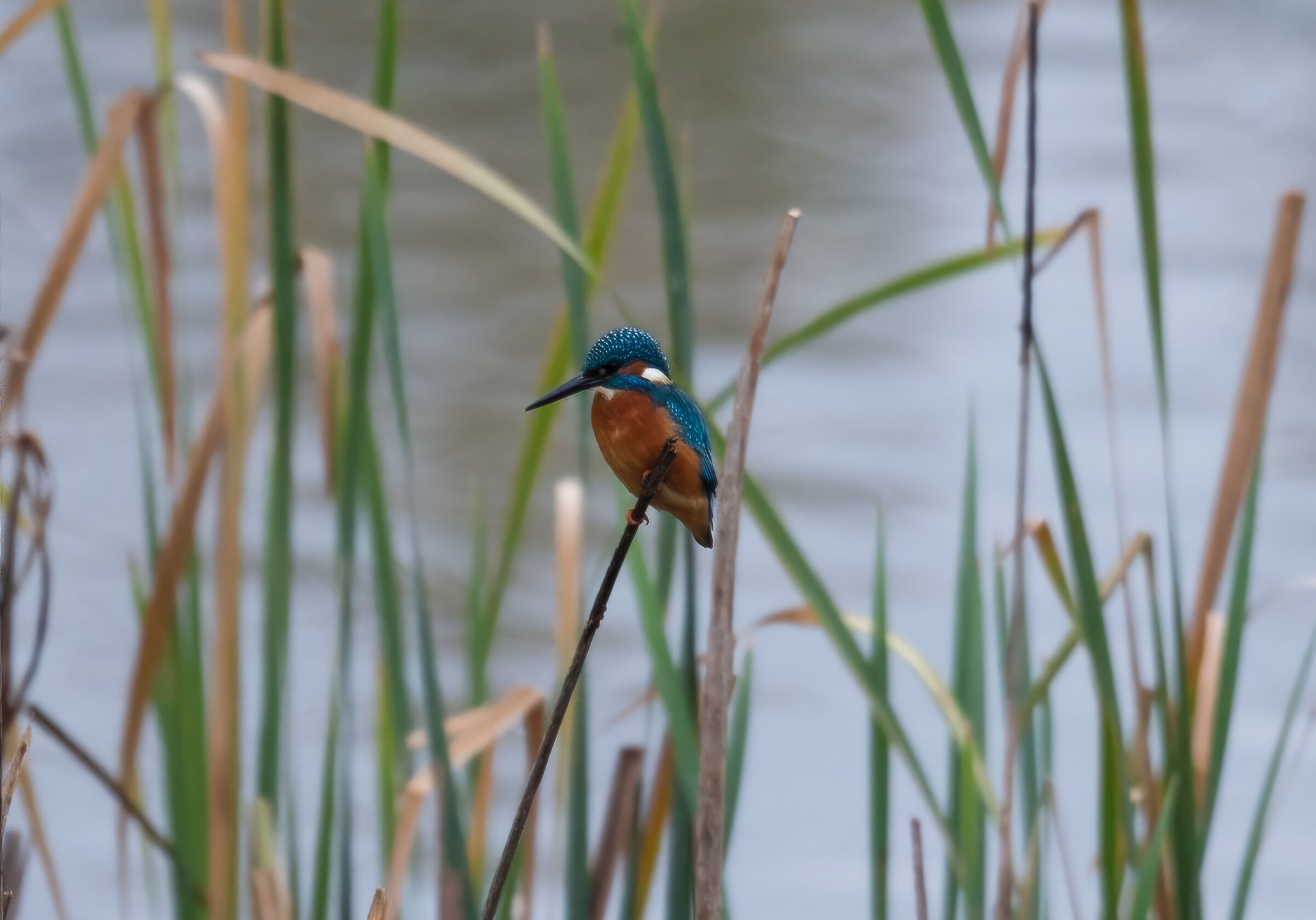 kingfisher