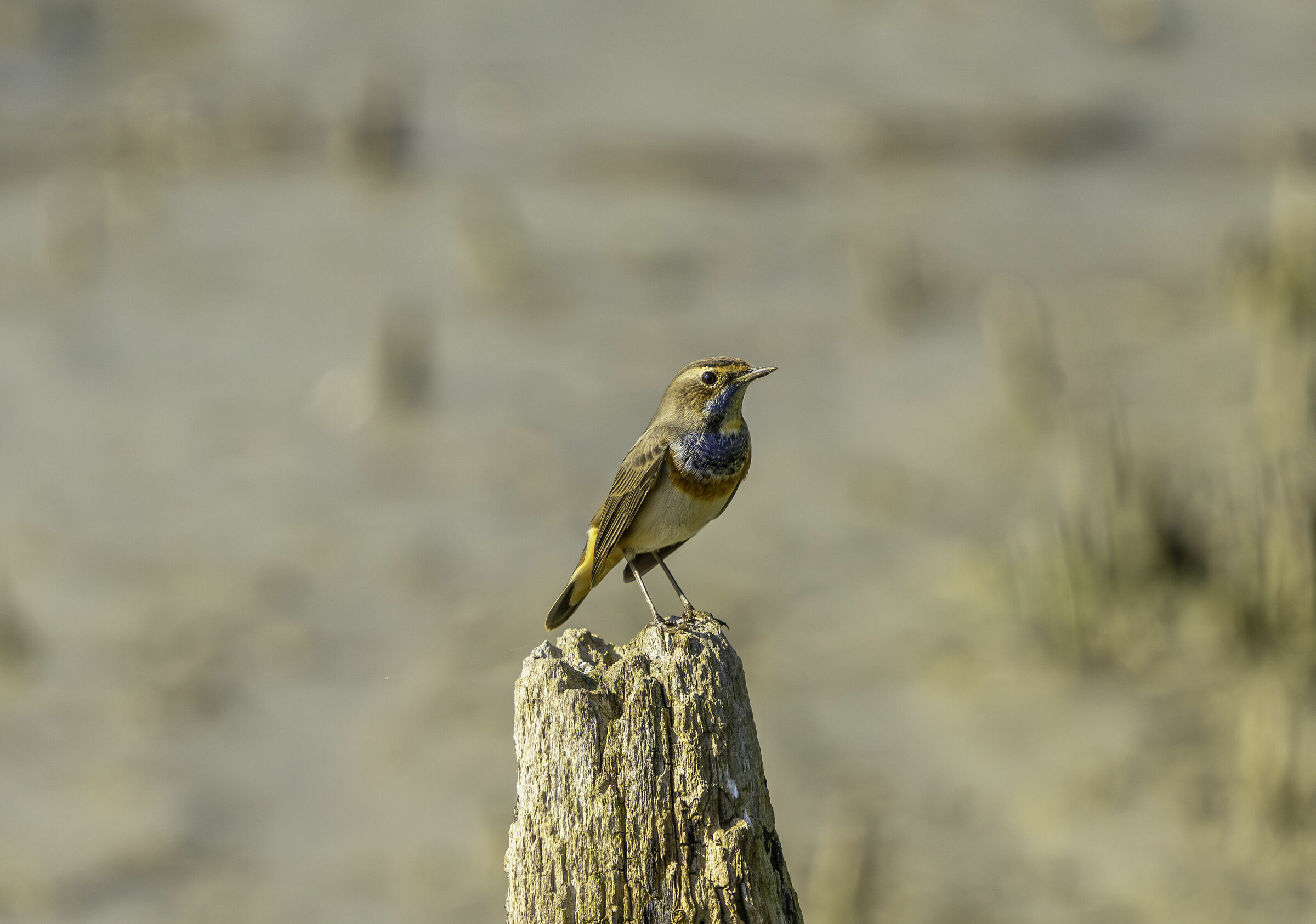 Il mio primo pettazzurro