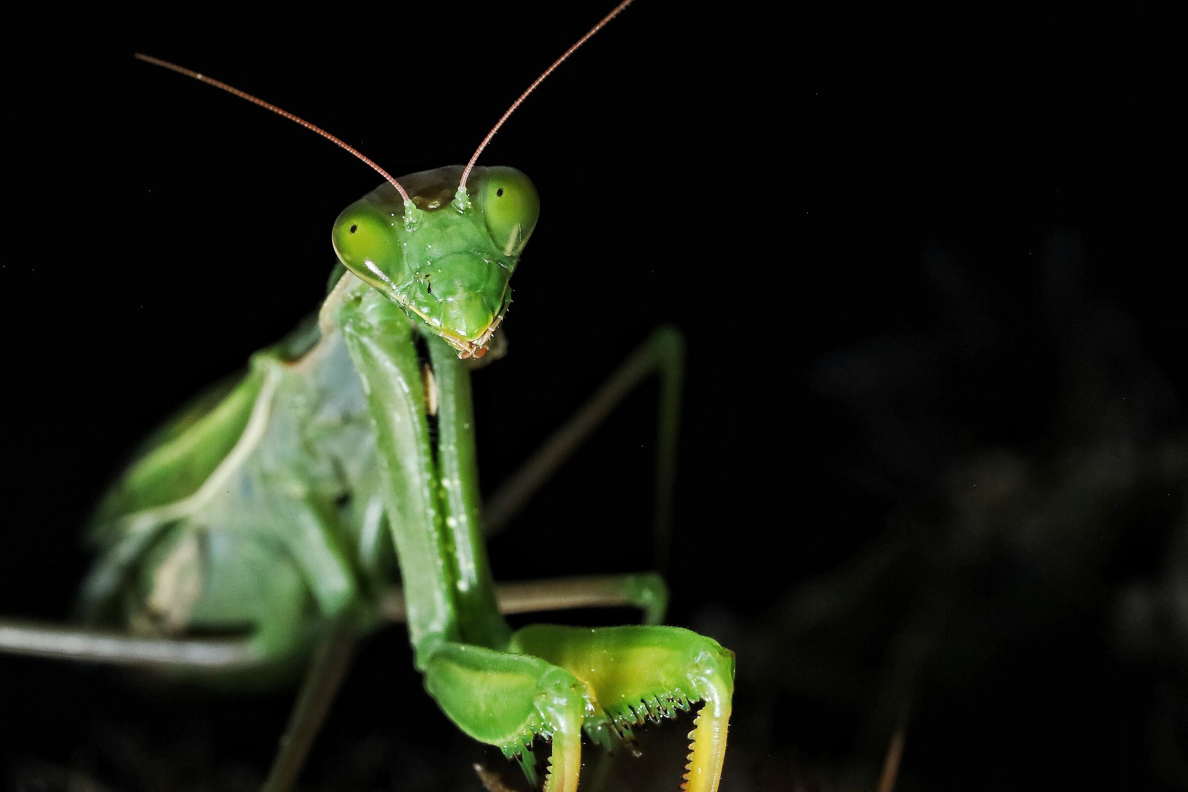 Religious Mantis