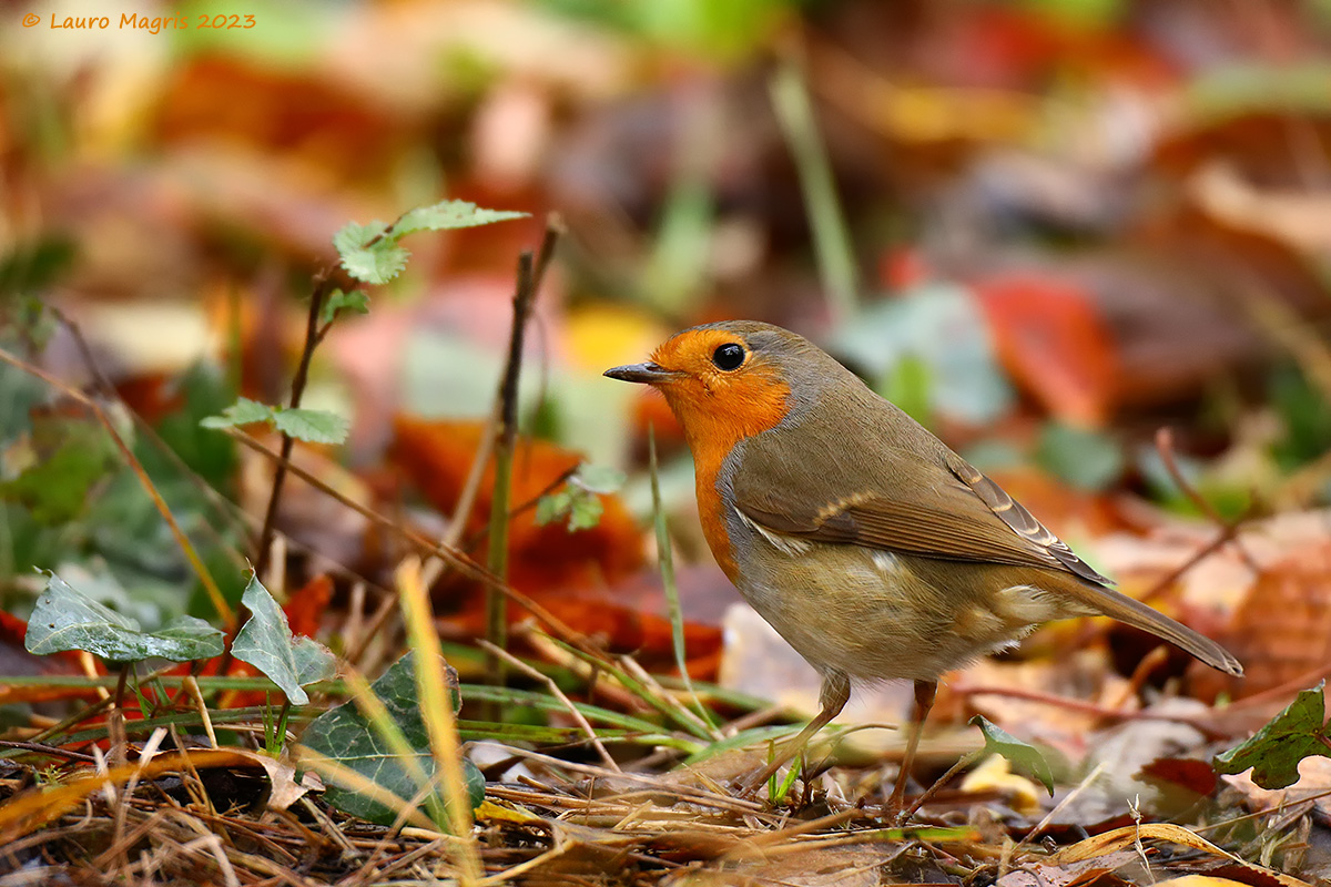 Petty and the Foliage