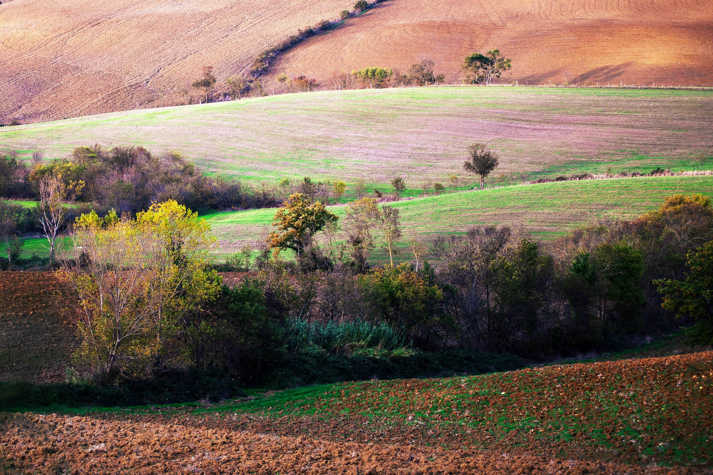 Tuscan Countryside 1