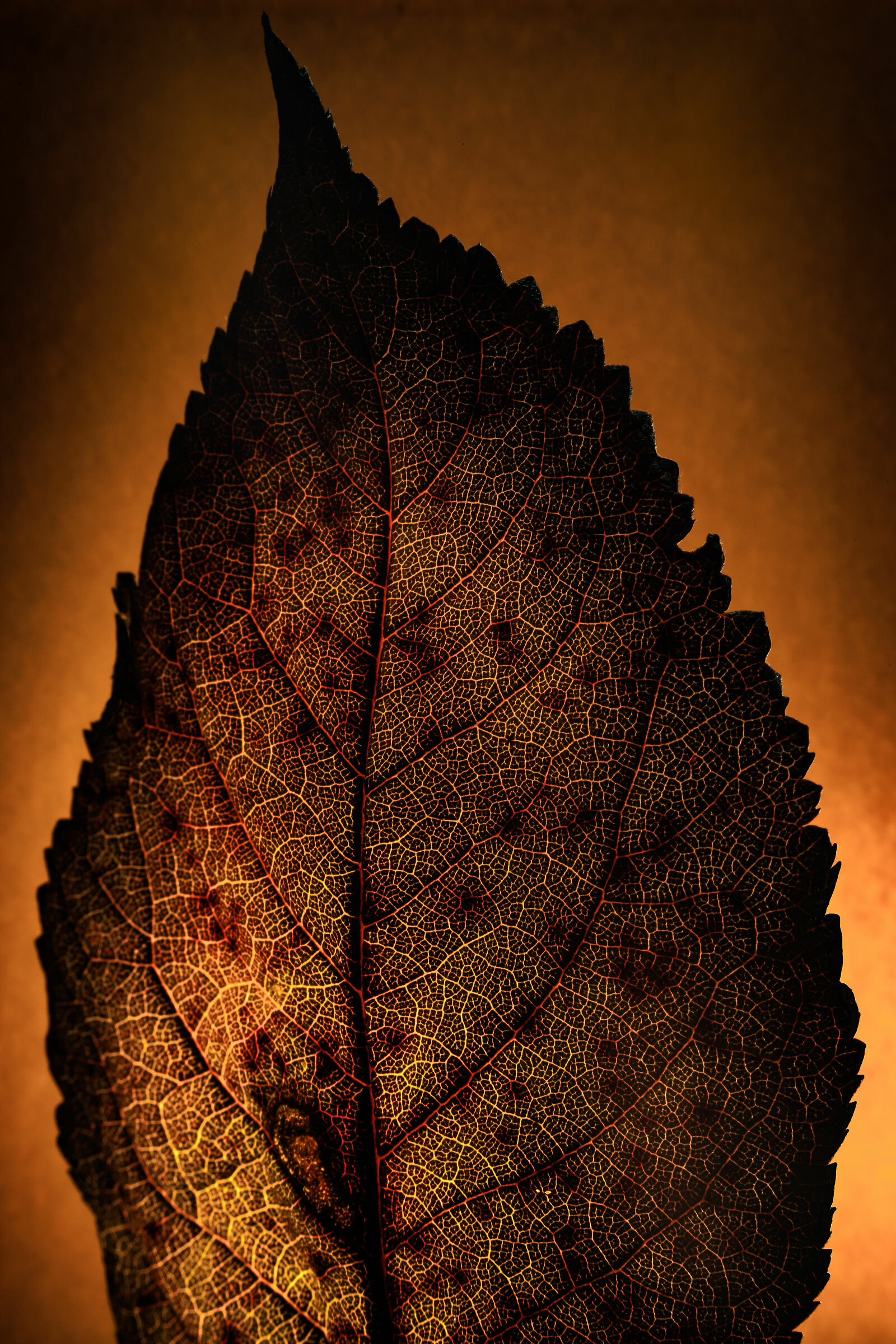 "subject to a wind from which they cannot shelter"