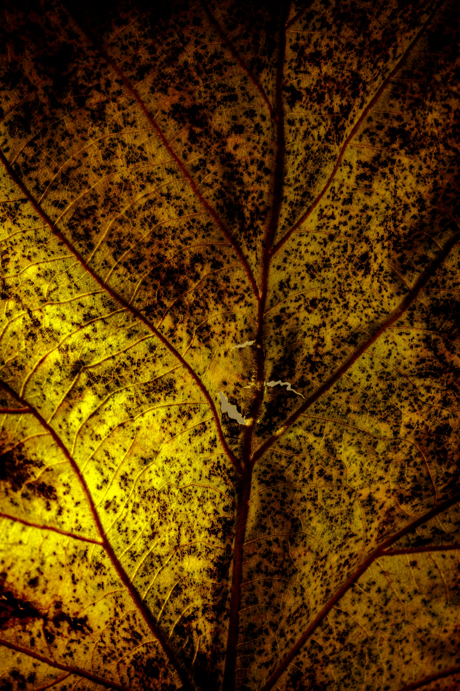 "soggetti ad un vento dal quale non possono riparasi&qu...