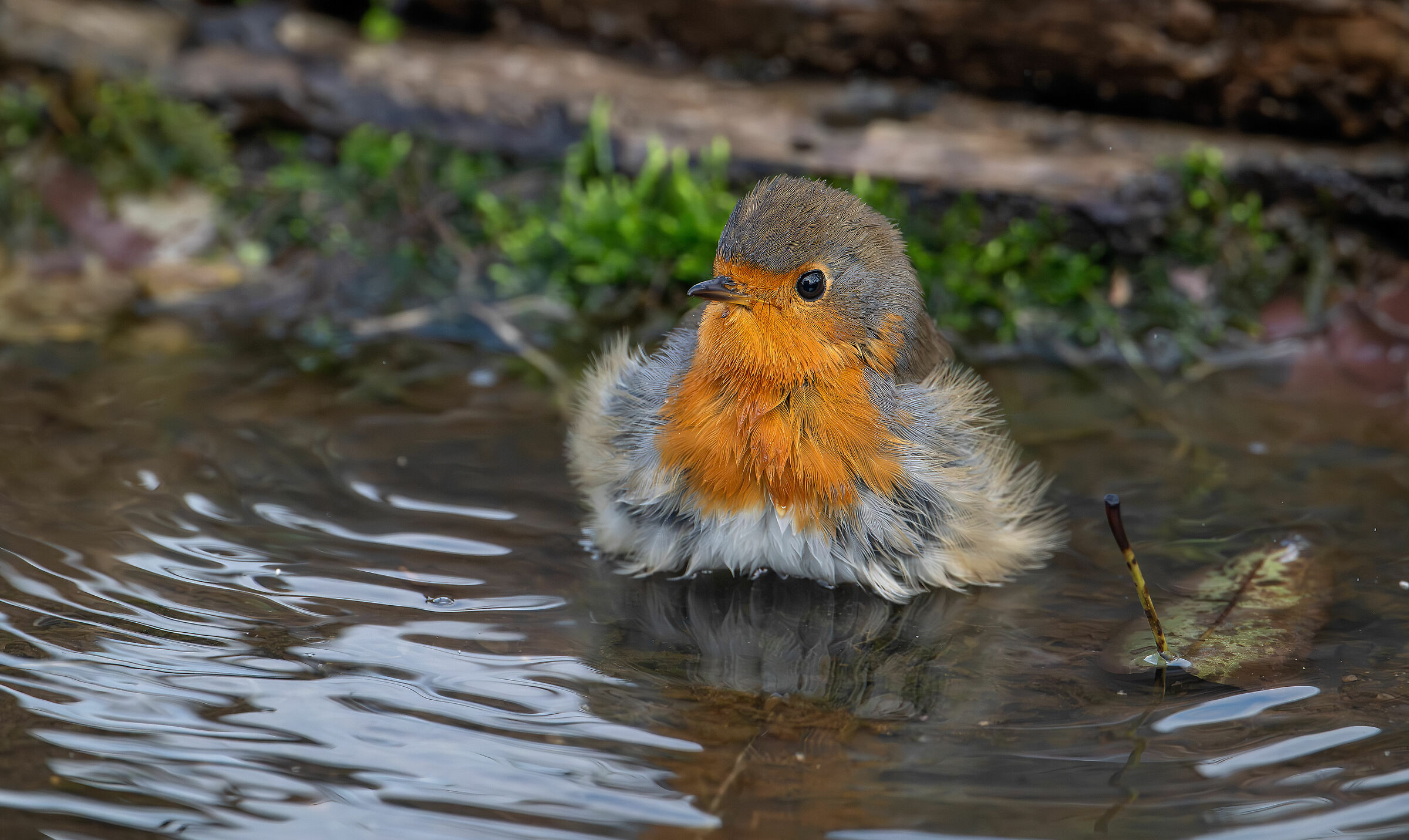 Robin, the bath