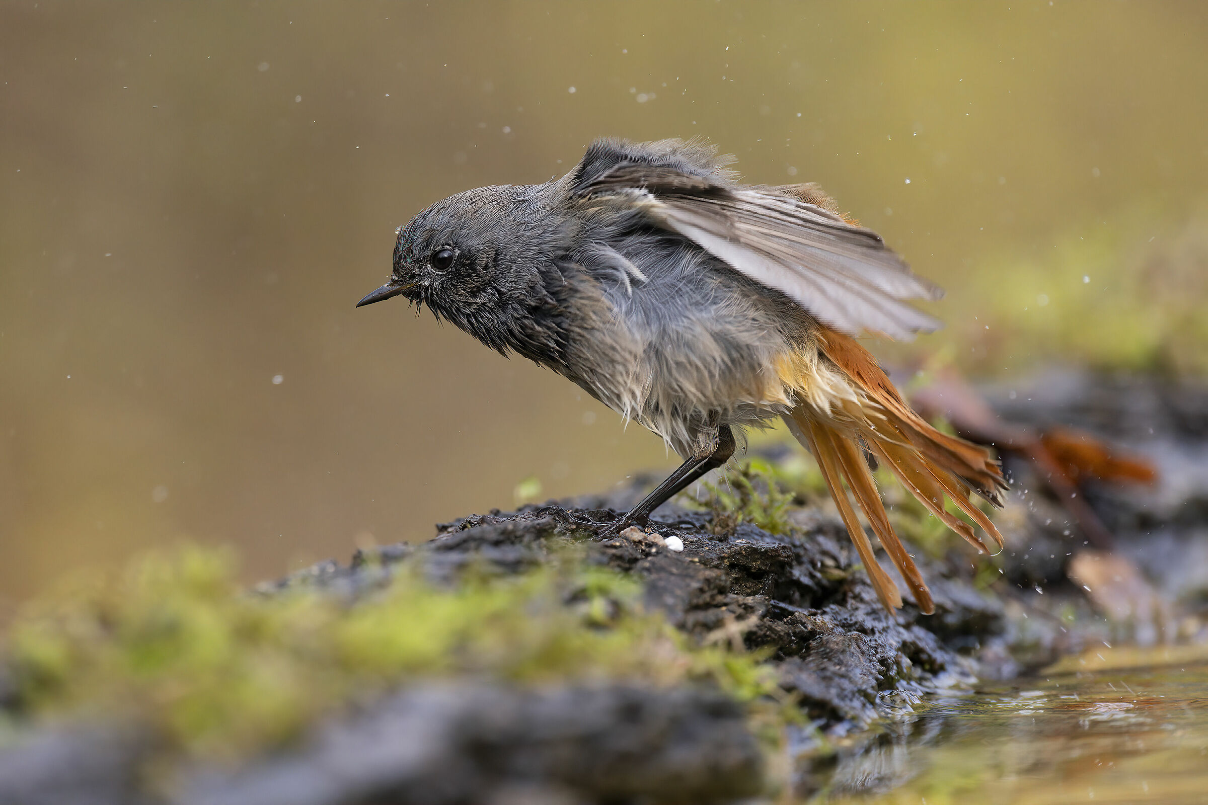 La scrollatina (Codirosso spazzacamino)