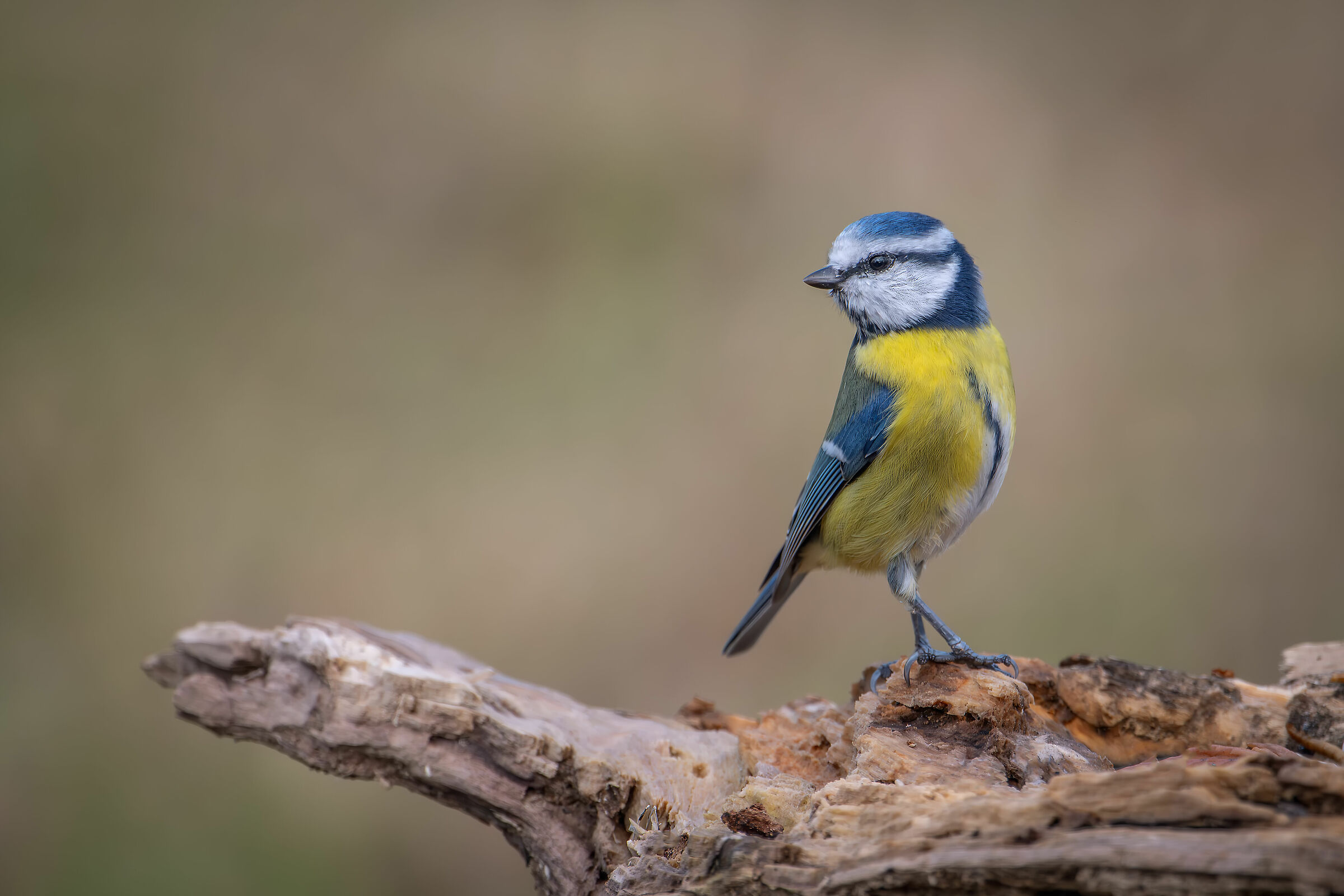 #cinciarella #capannocora