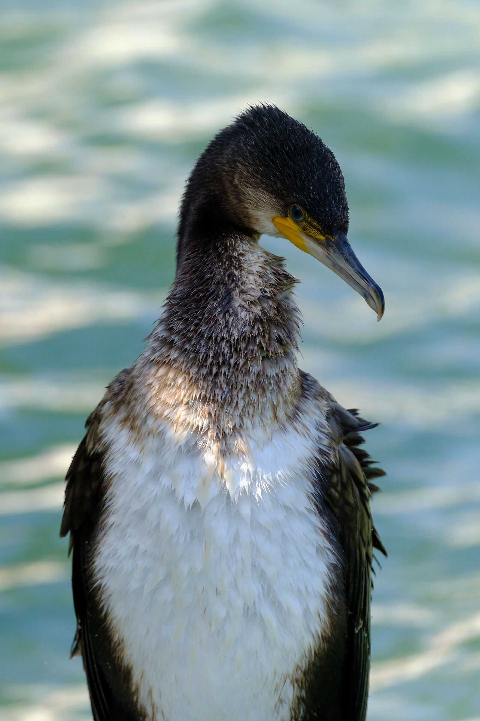 Cormorant