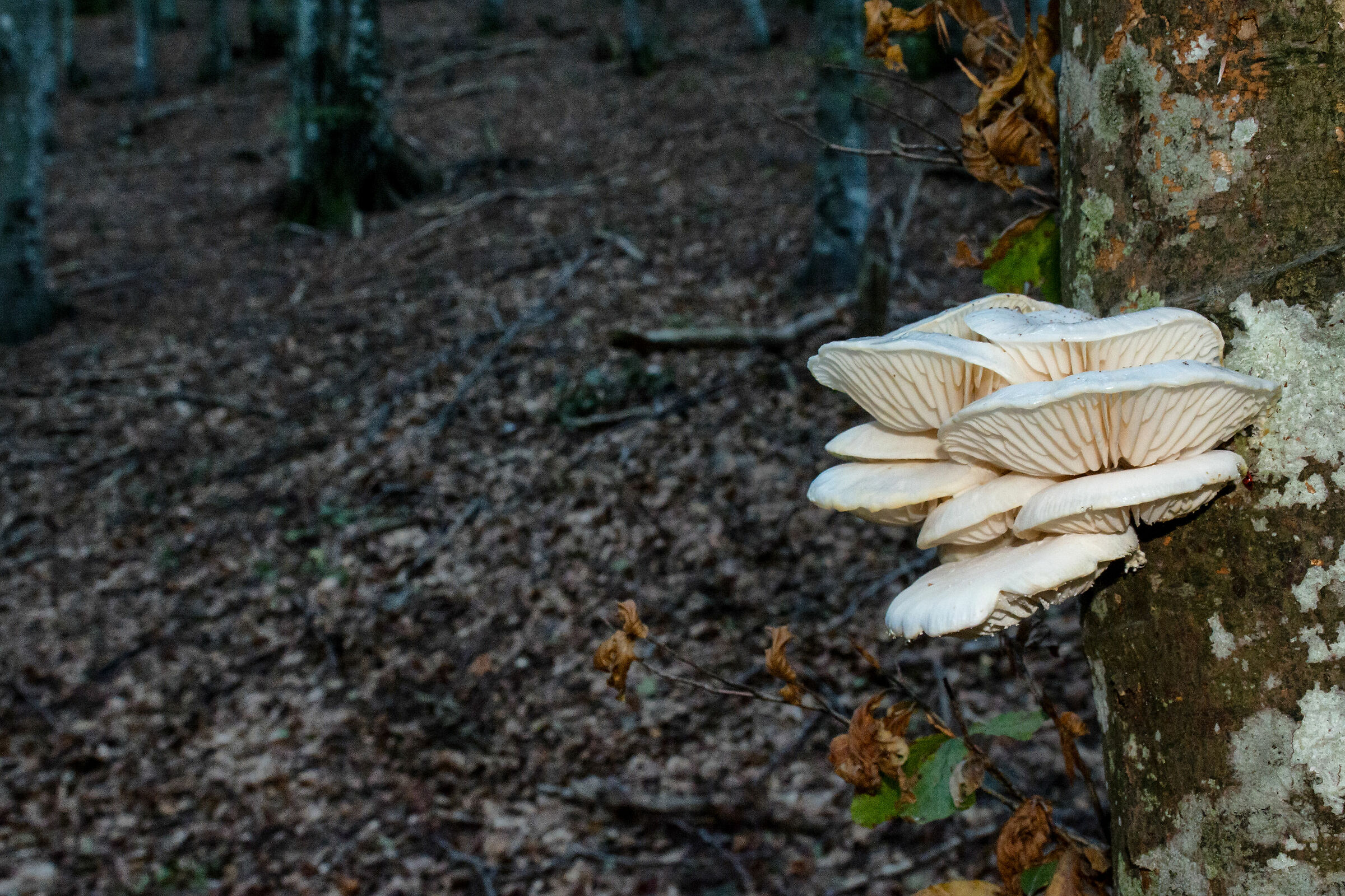 Oudemansiella mucida5