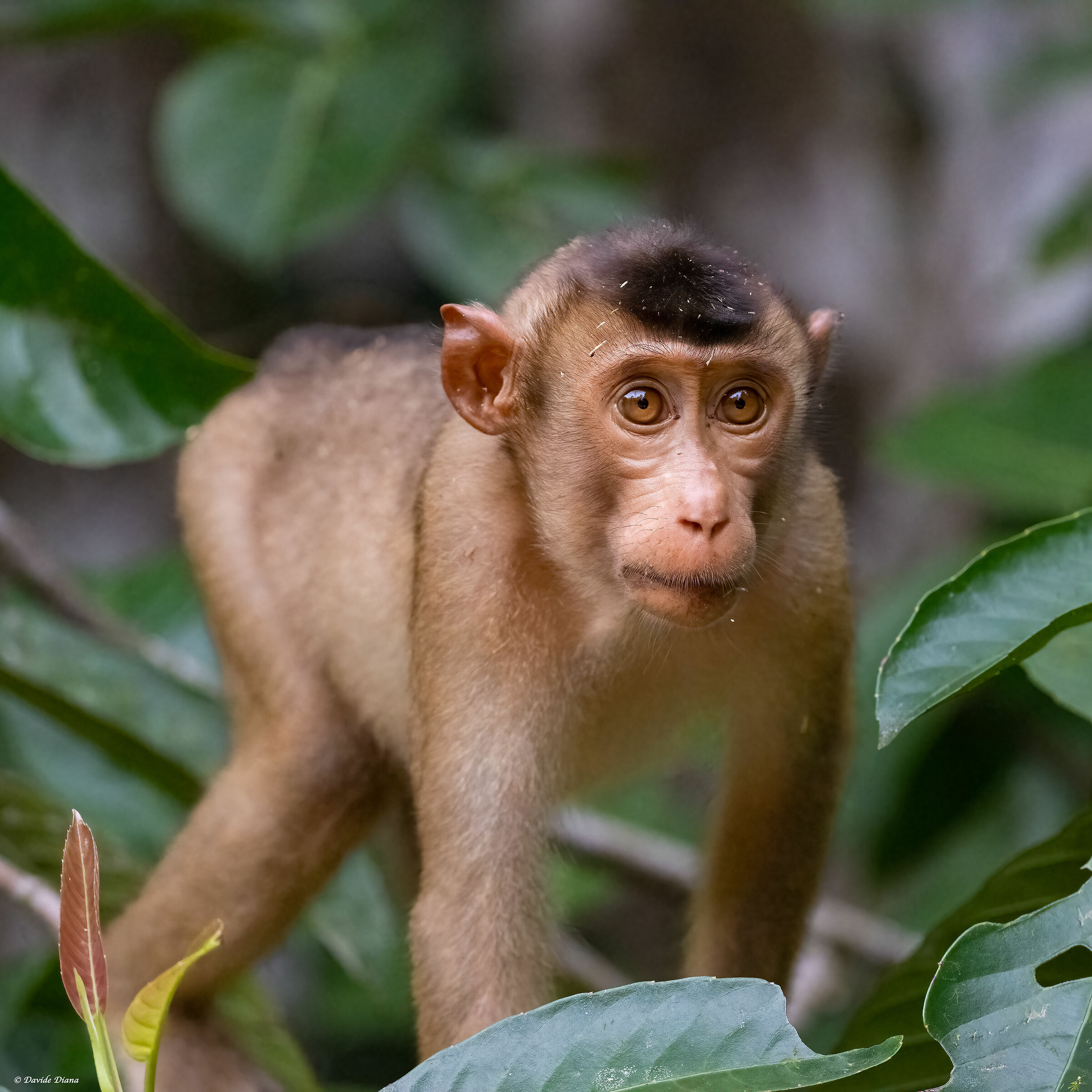 Macaque