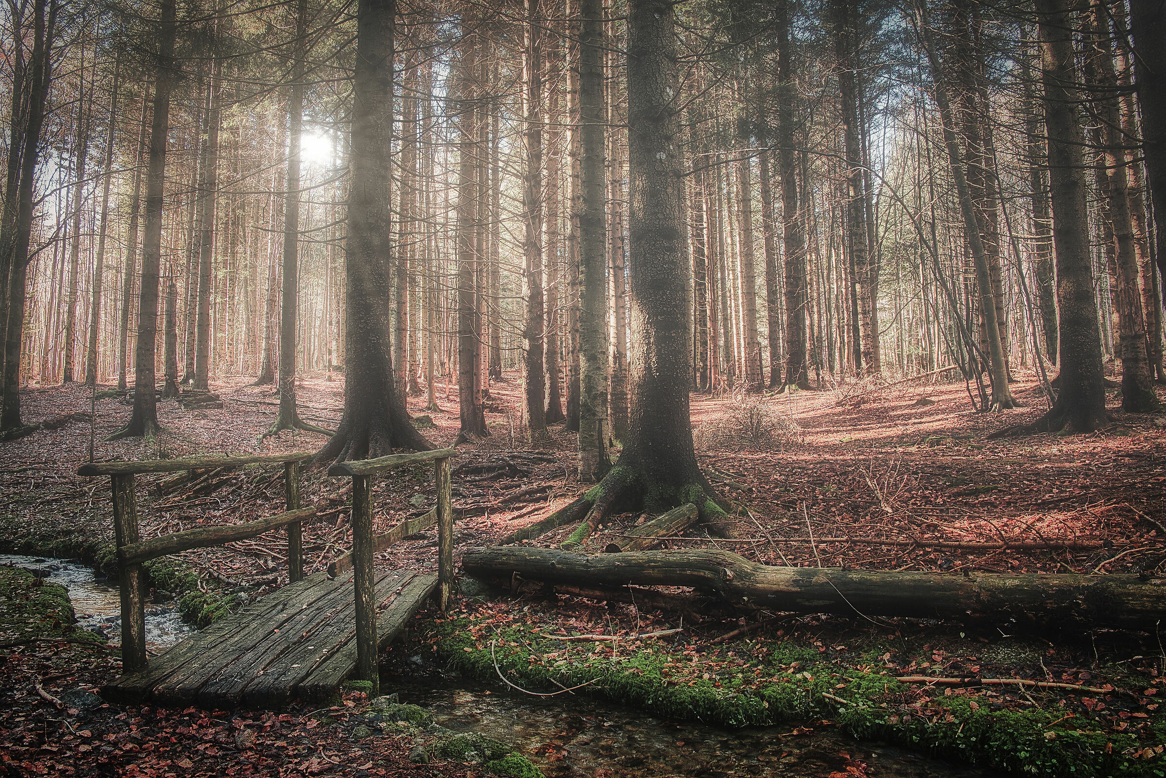 Forest of Blades.... Enchanted