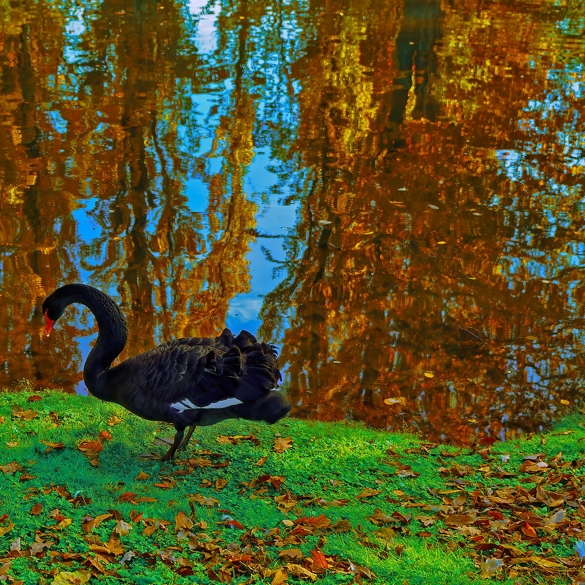 Foliage riflesso con cigno nero