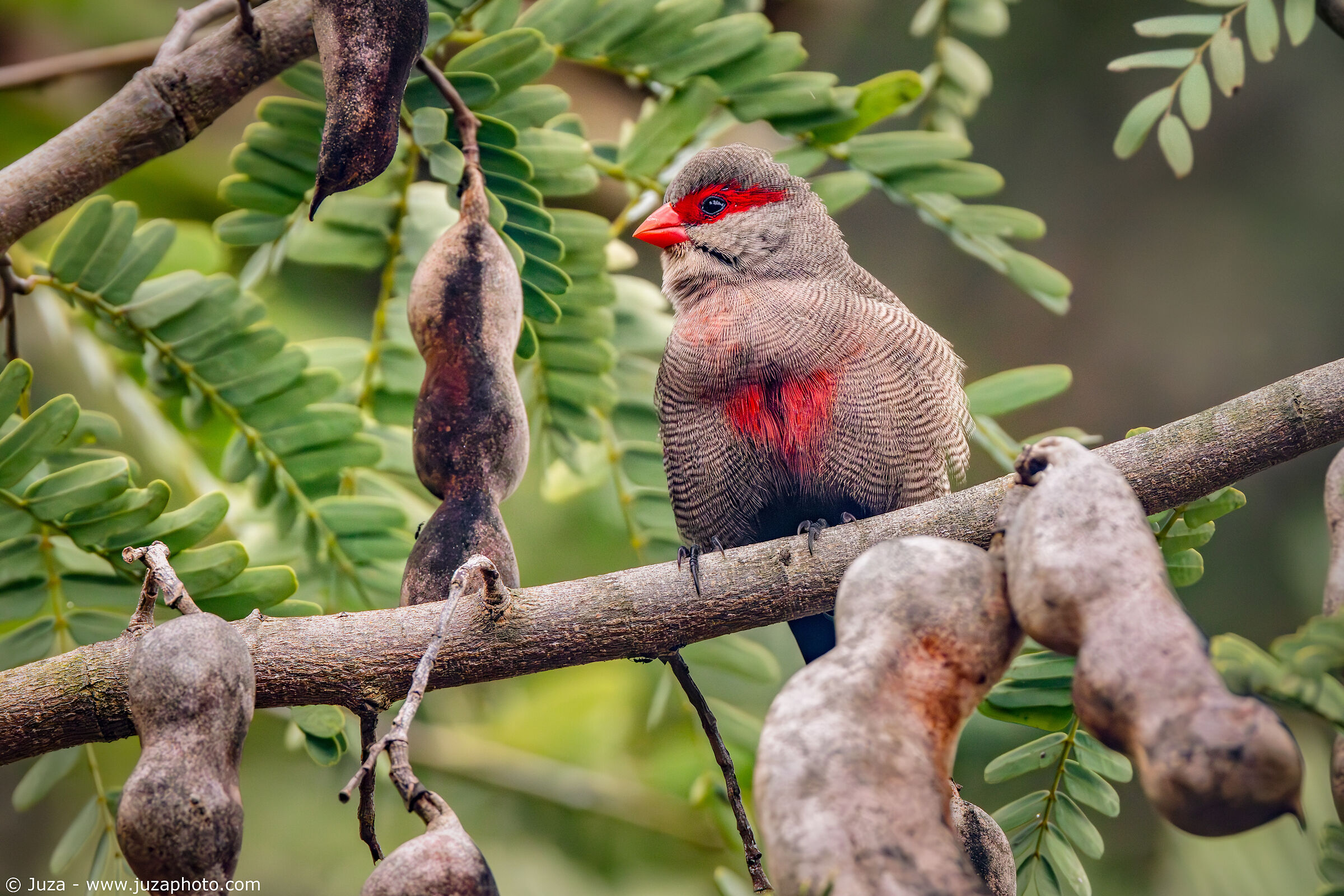 St. Helen's Astrilda (Estrilda astrild)