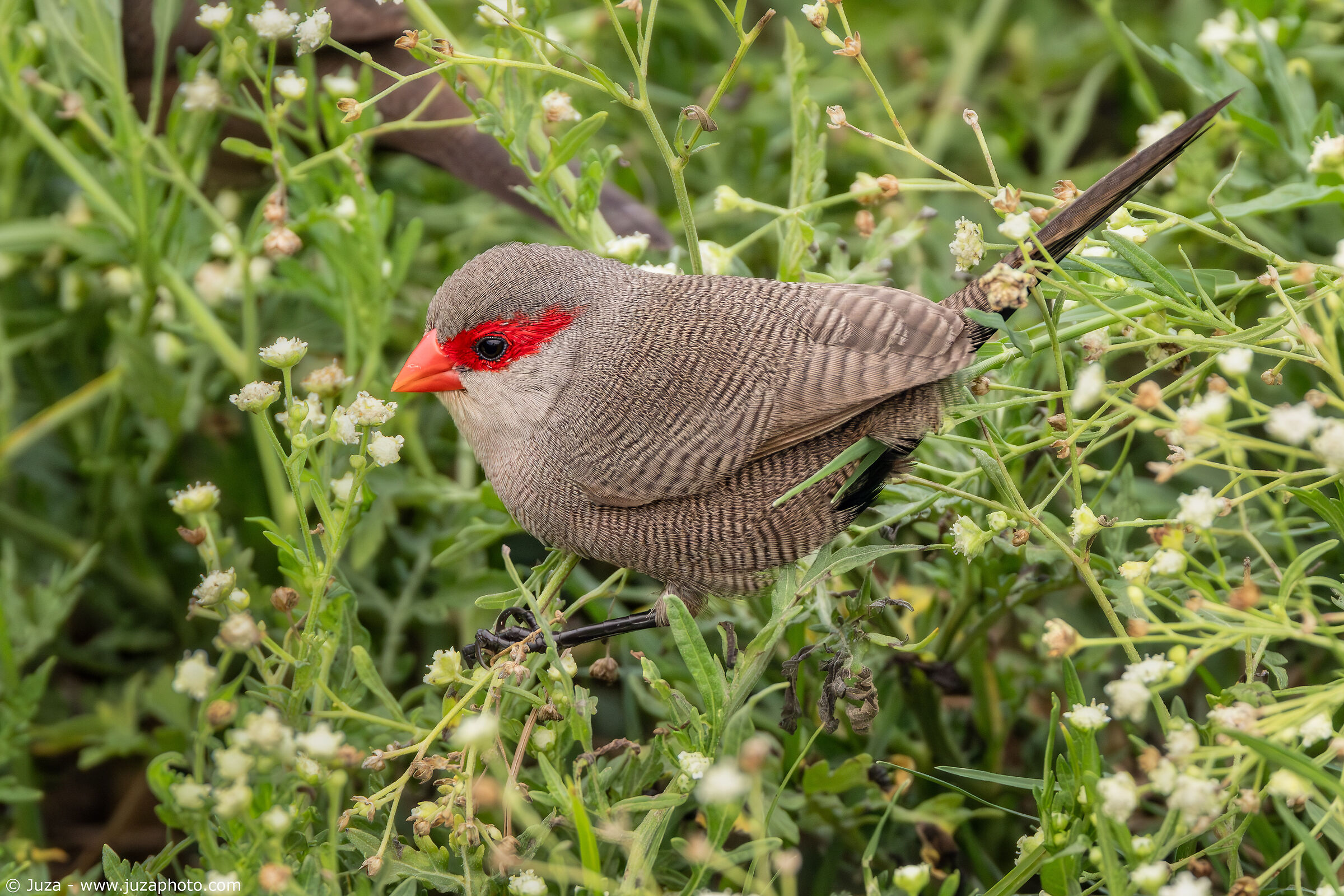 St. Helena's Astrilde among the flowers