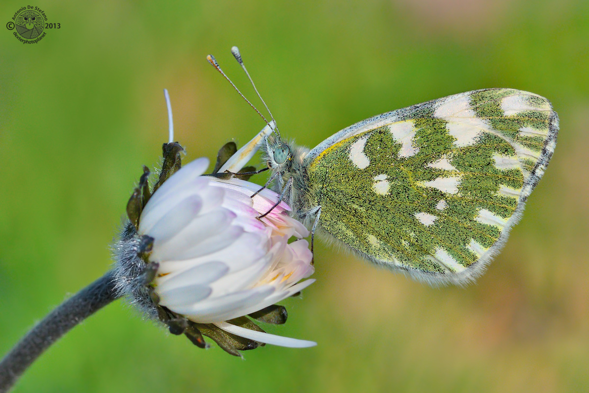 Vacci piano...che sono in boccio!