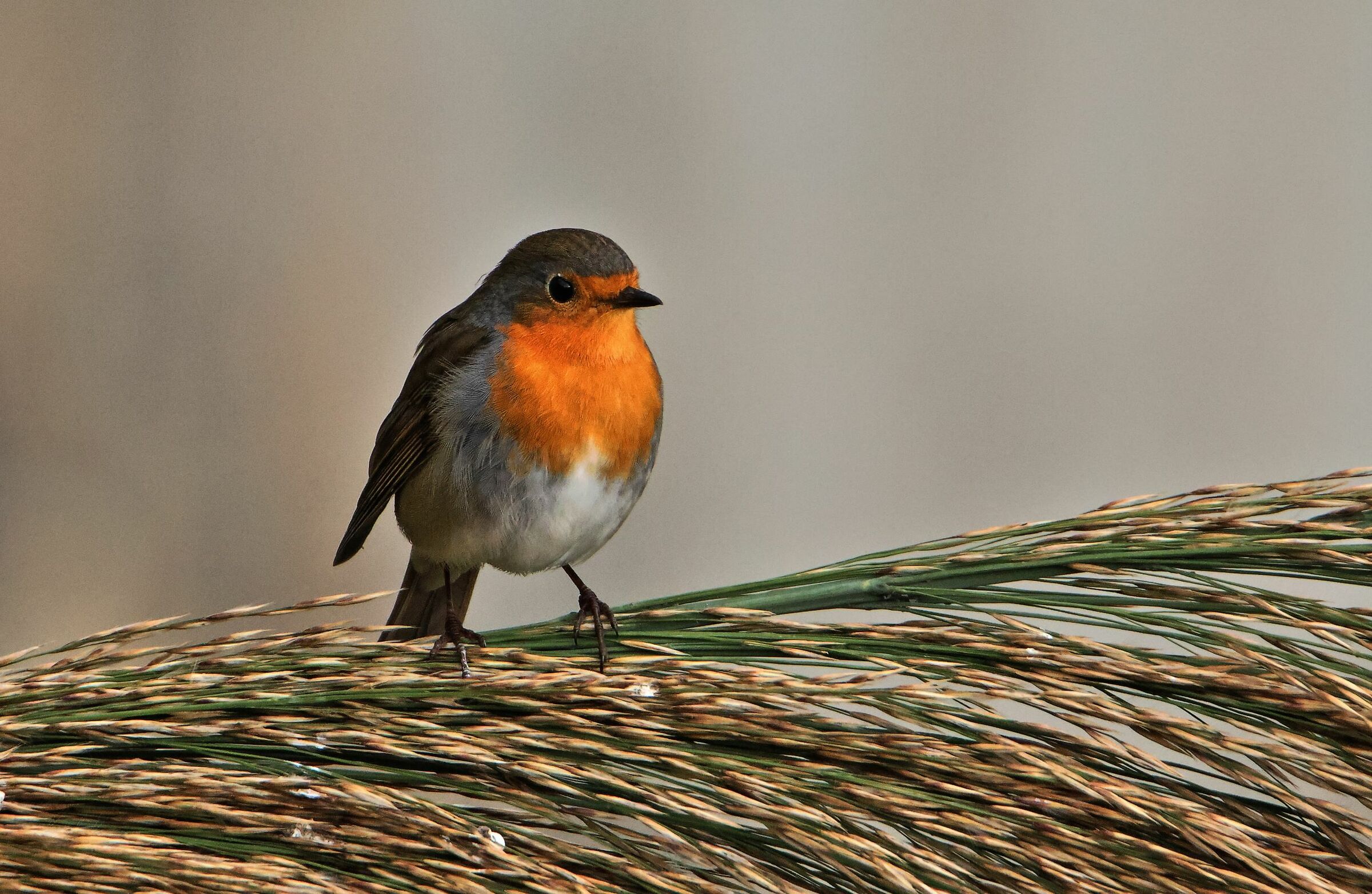 Pettirosso ( Erithacus rubecula)