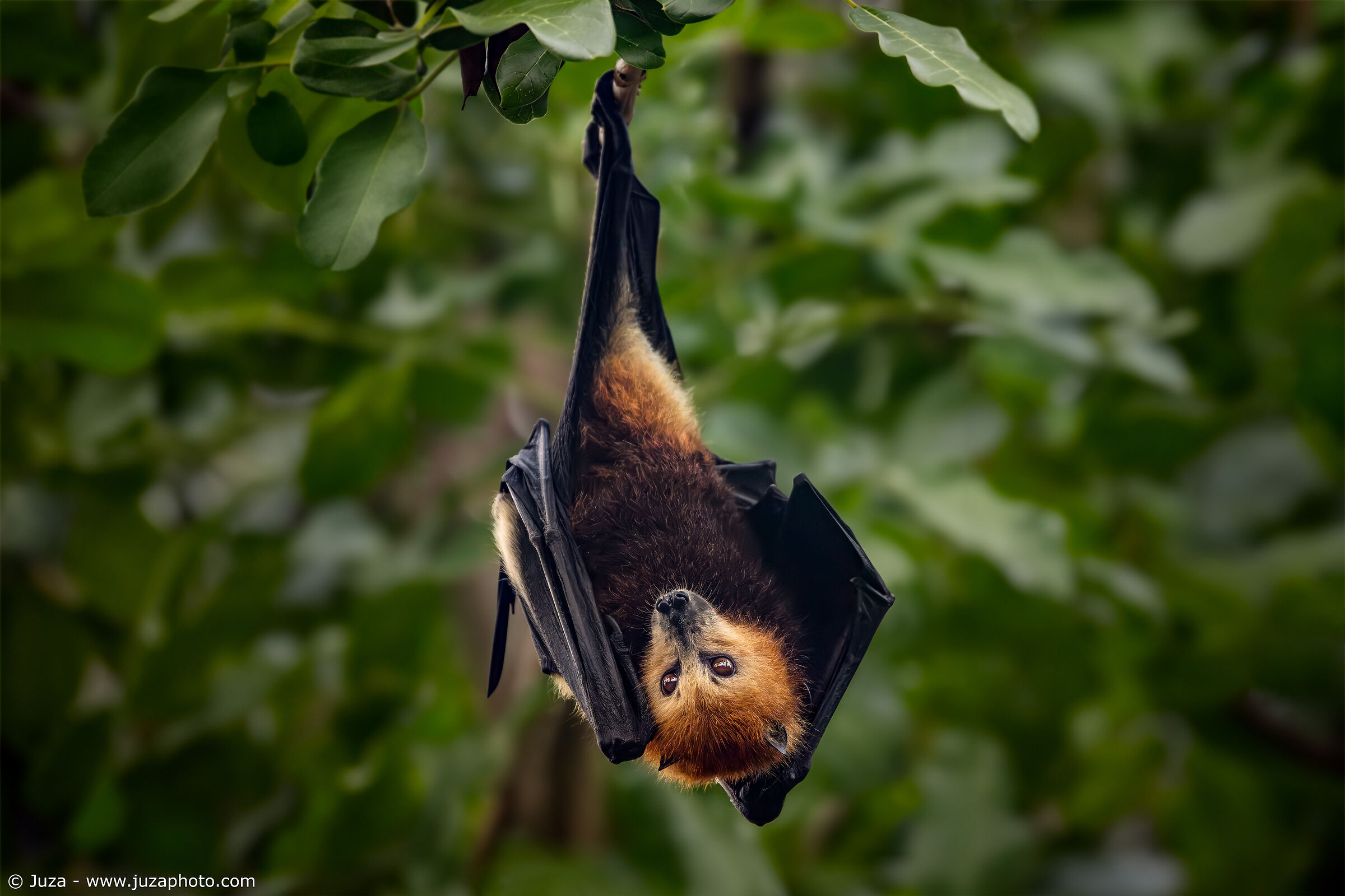 Flying fox in the forest