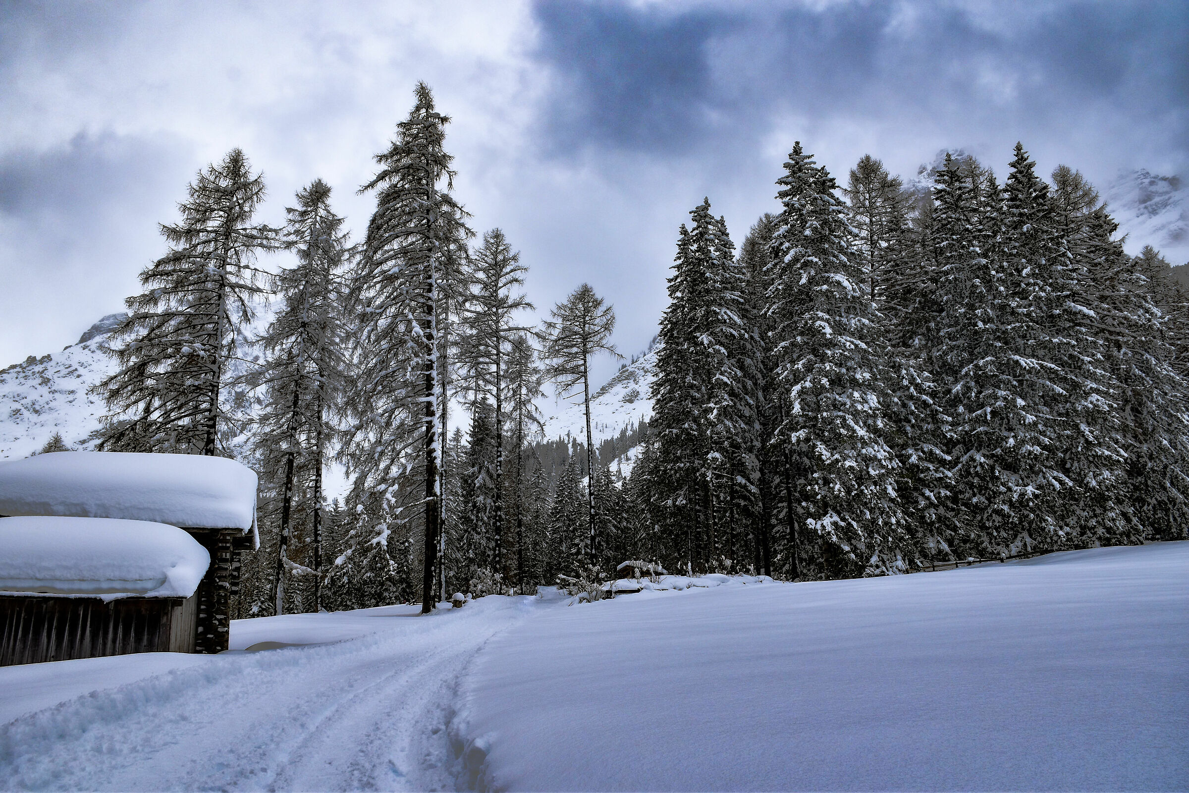 Walking in the soft white ...