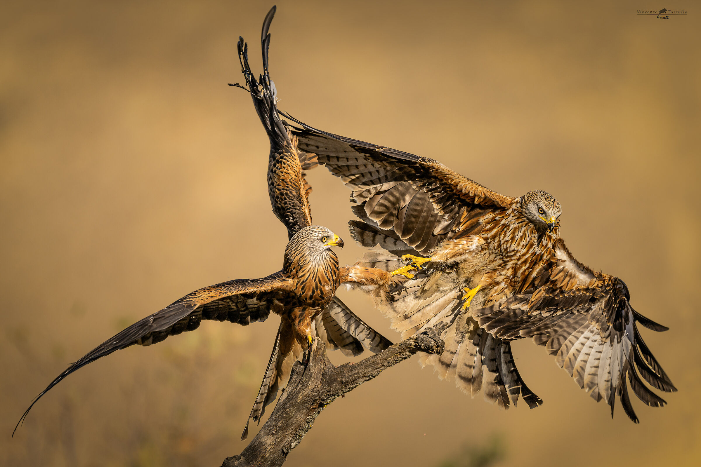 Red Kite Fight Club