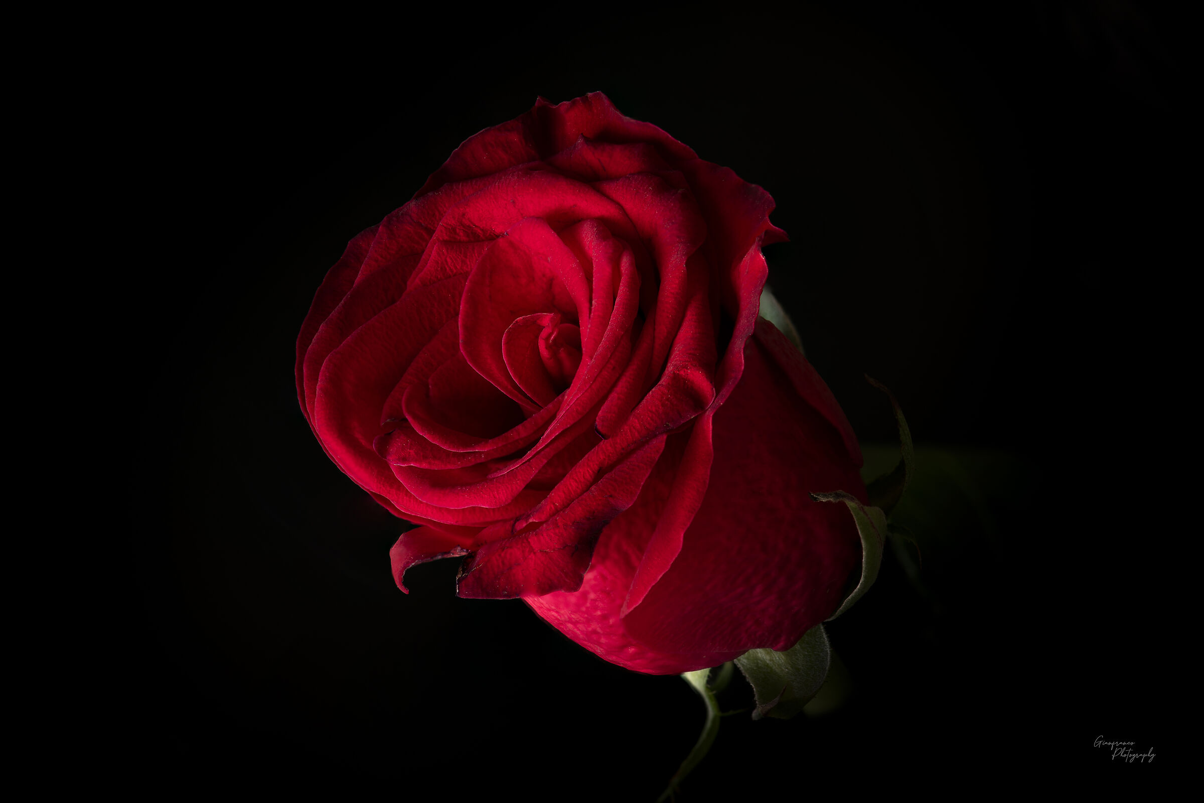 Red Rose