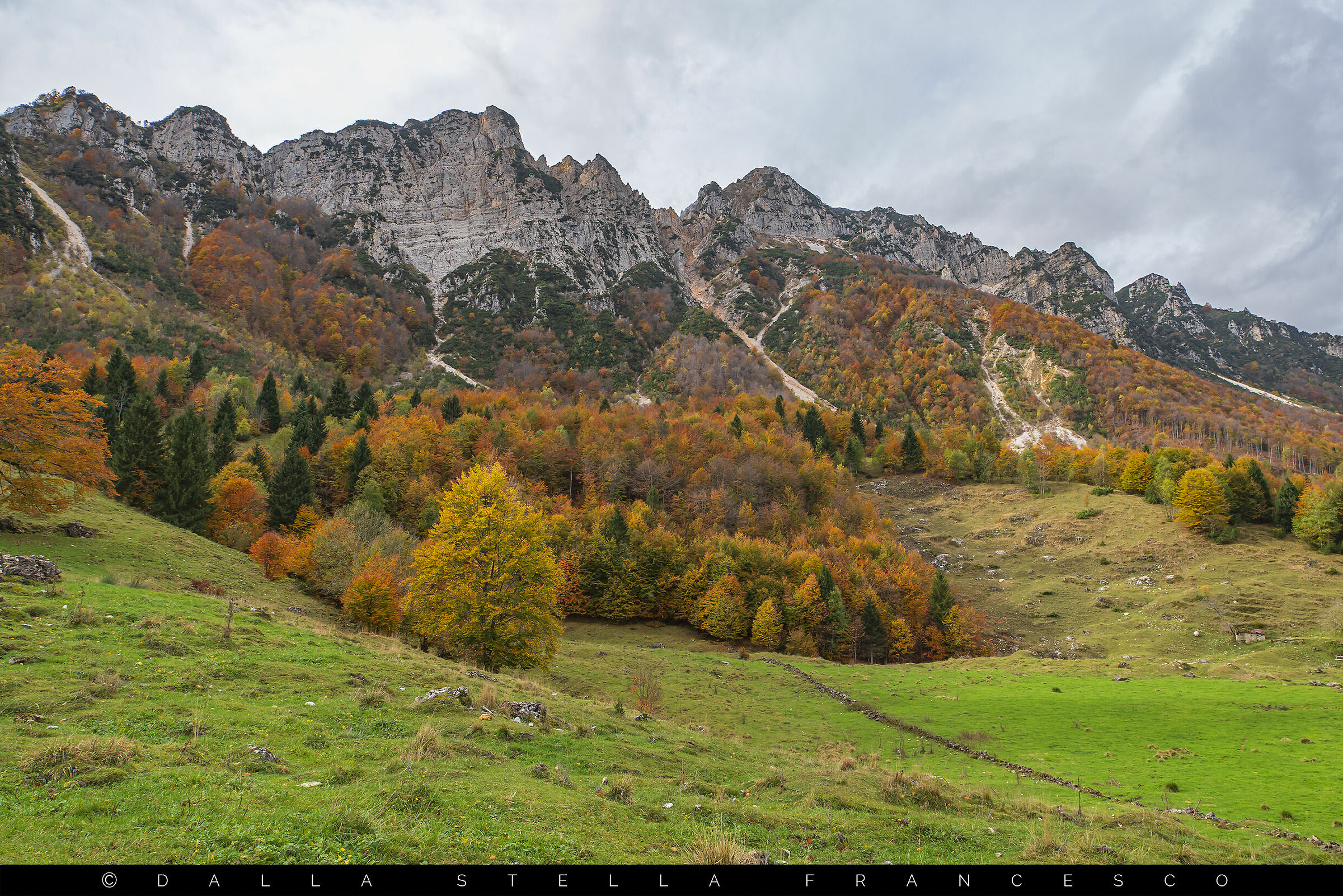The most popular view of the Big Tree Trail