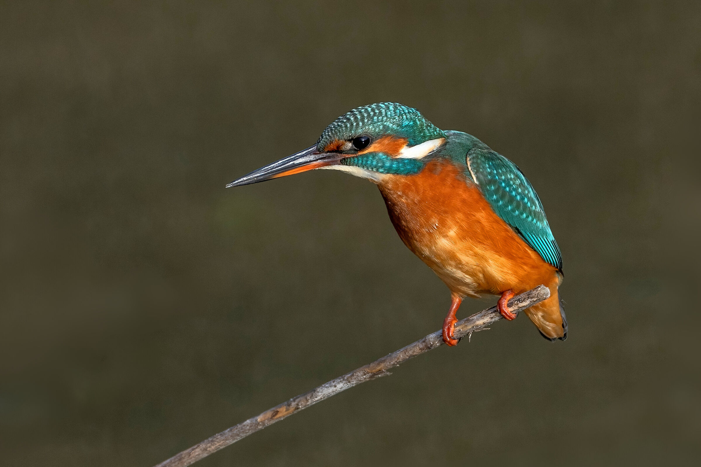 Kingfisher