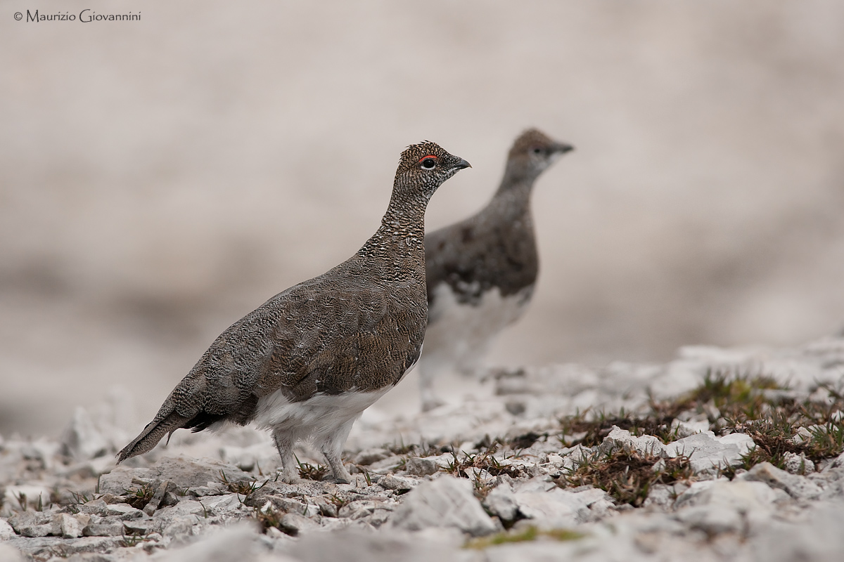 Pair of ptarmigan