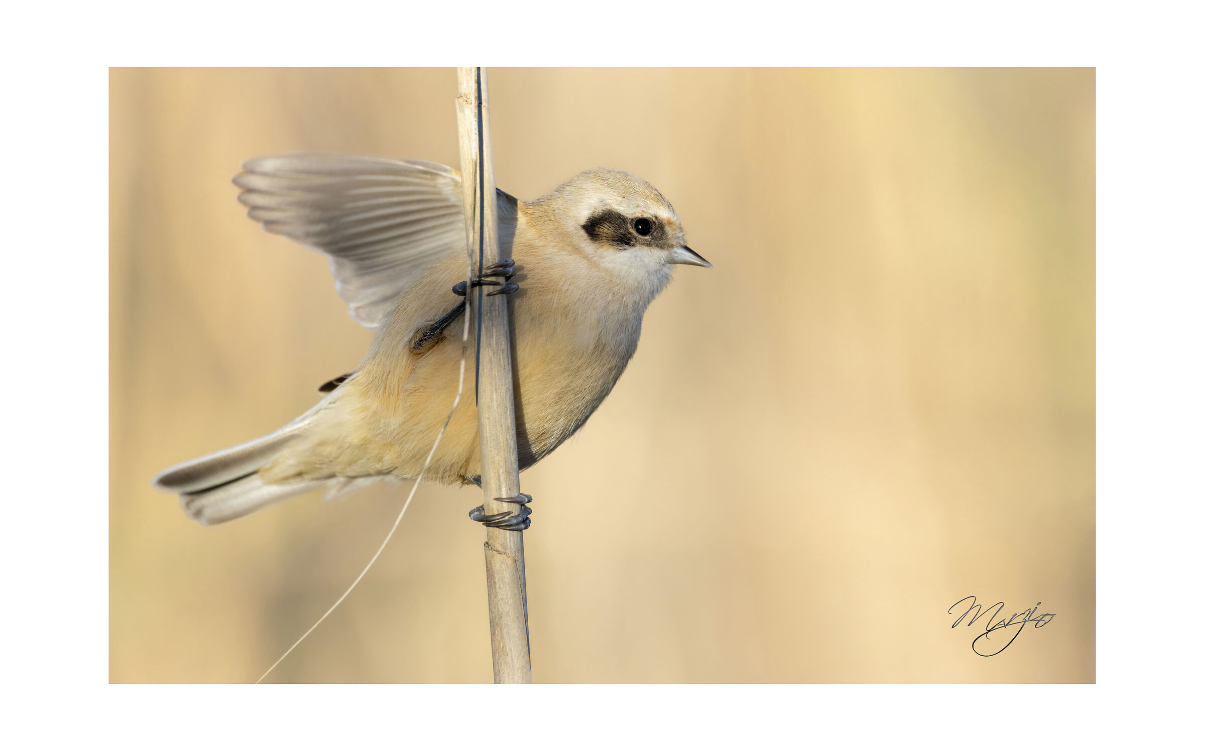 Giovane Pendolino fra i canneti della palude.