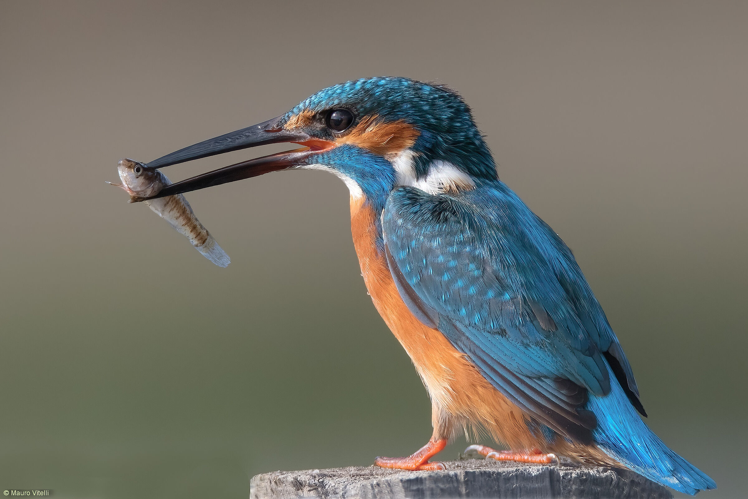 Kingfisher (Alcedo atthis)