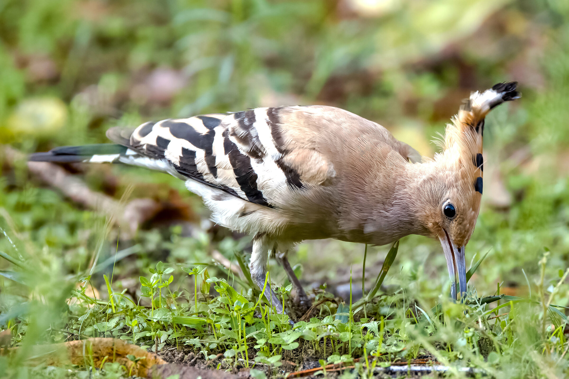 Hoopoe