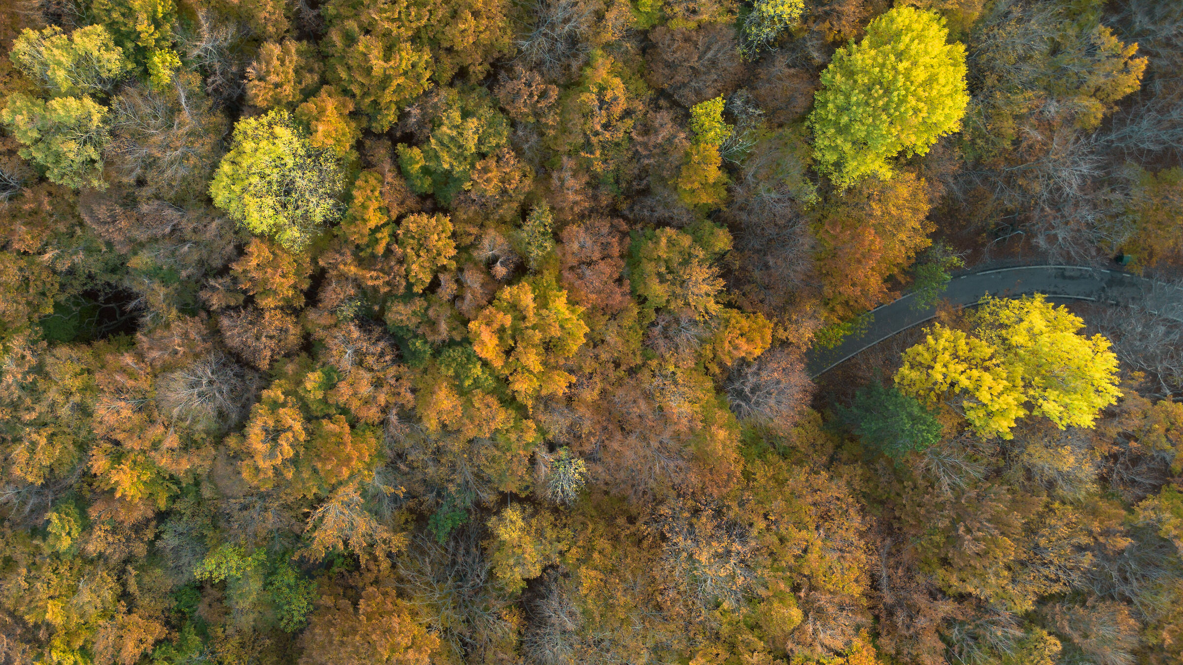 La strada che si perde nel bosco