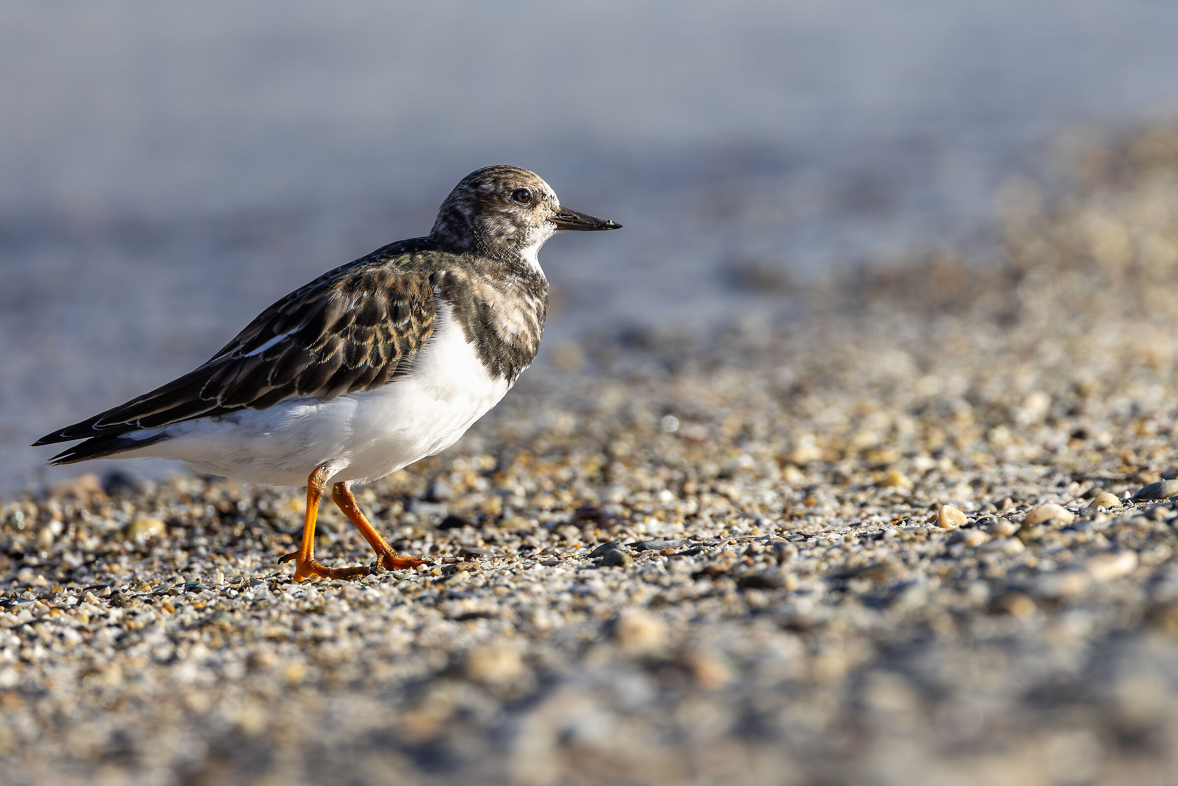 Stonevault (Sandstone interpres)