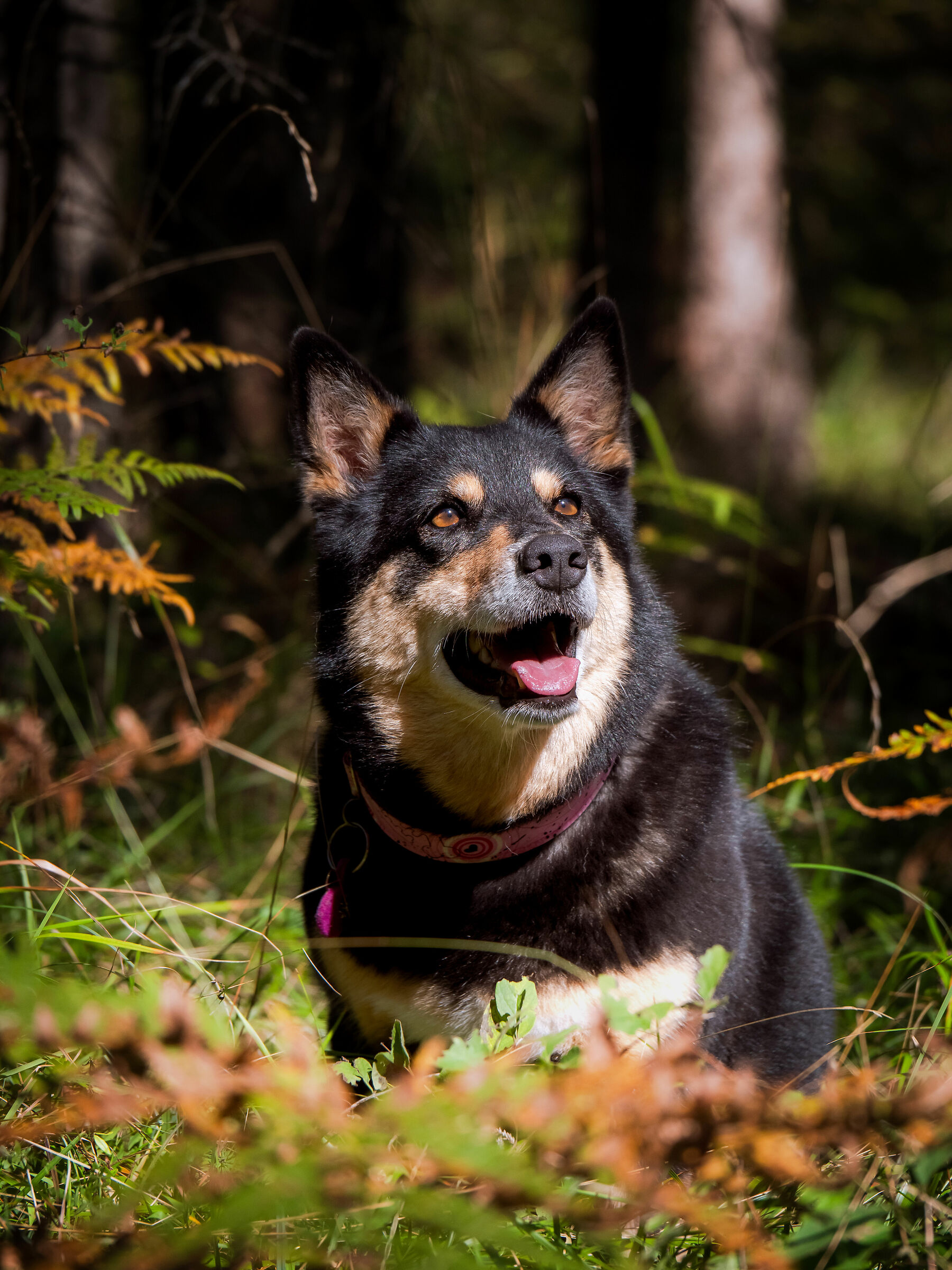 Aruna - Lapinporokoira(pastore lappone)