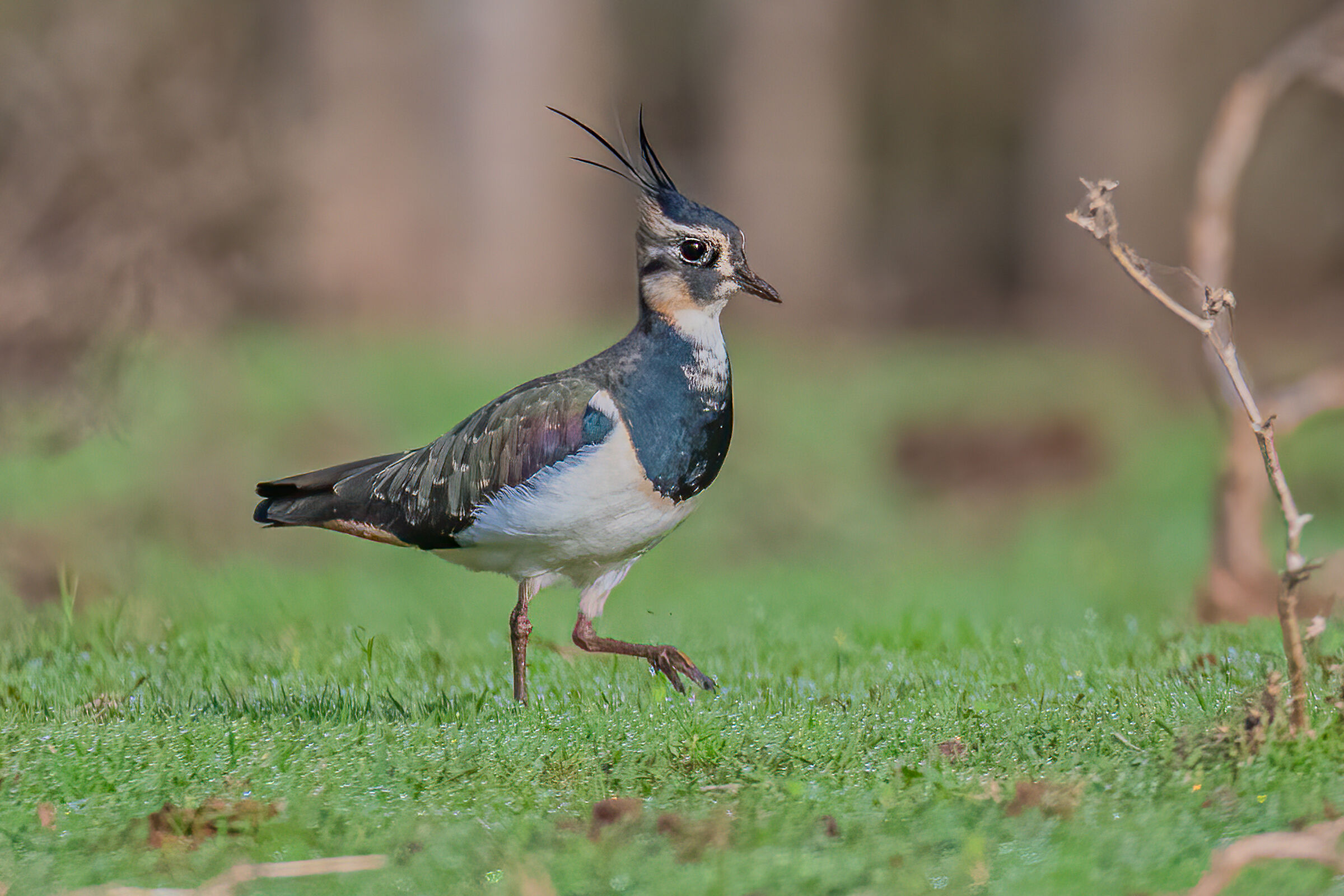 Pavoncella(Vanellus vanellus)
