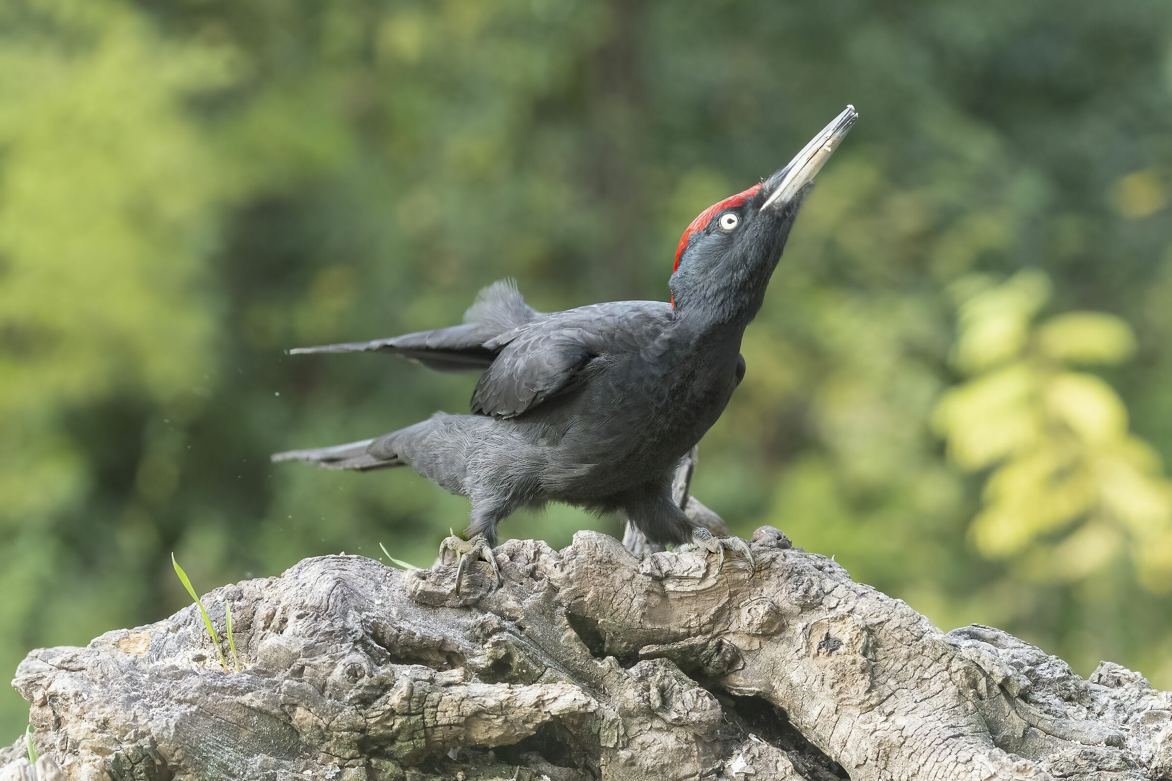 picchio nero stretching