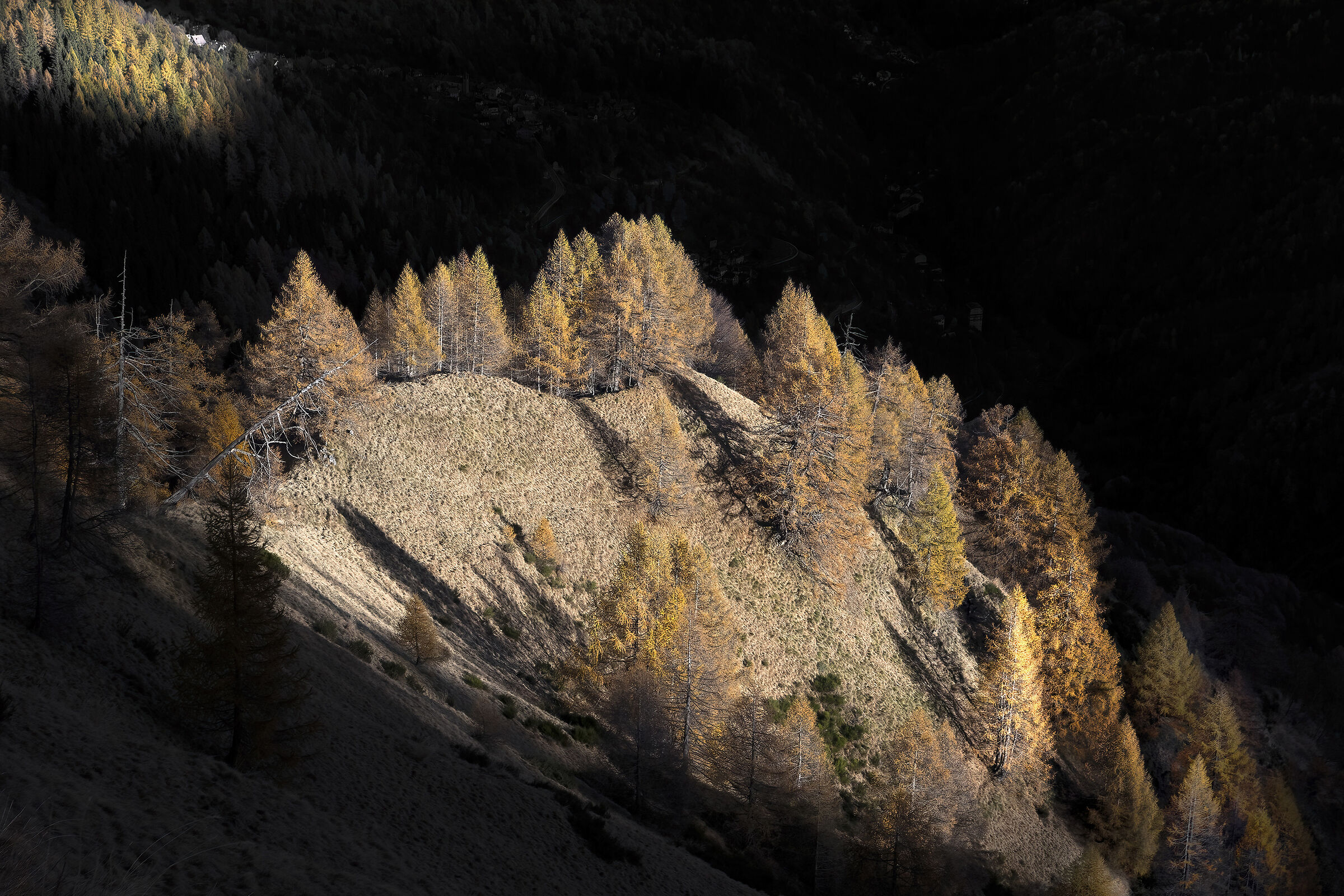 The last sun sets fire to the autumn larches