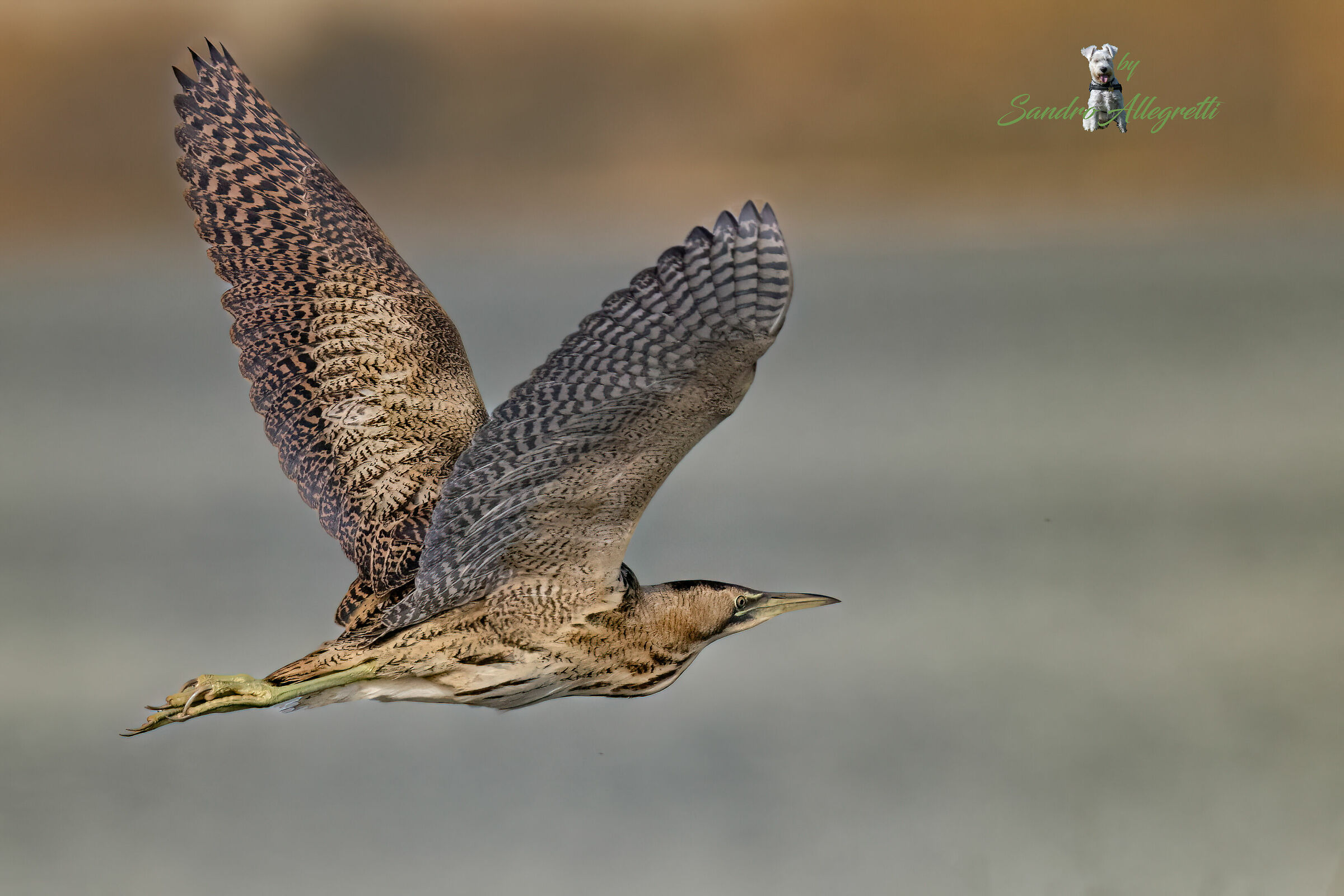 Il tarabuso (Botaurus stellaris)