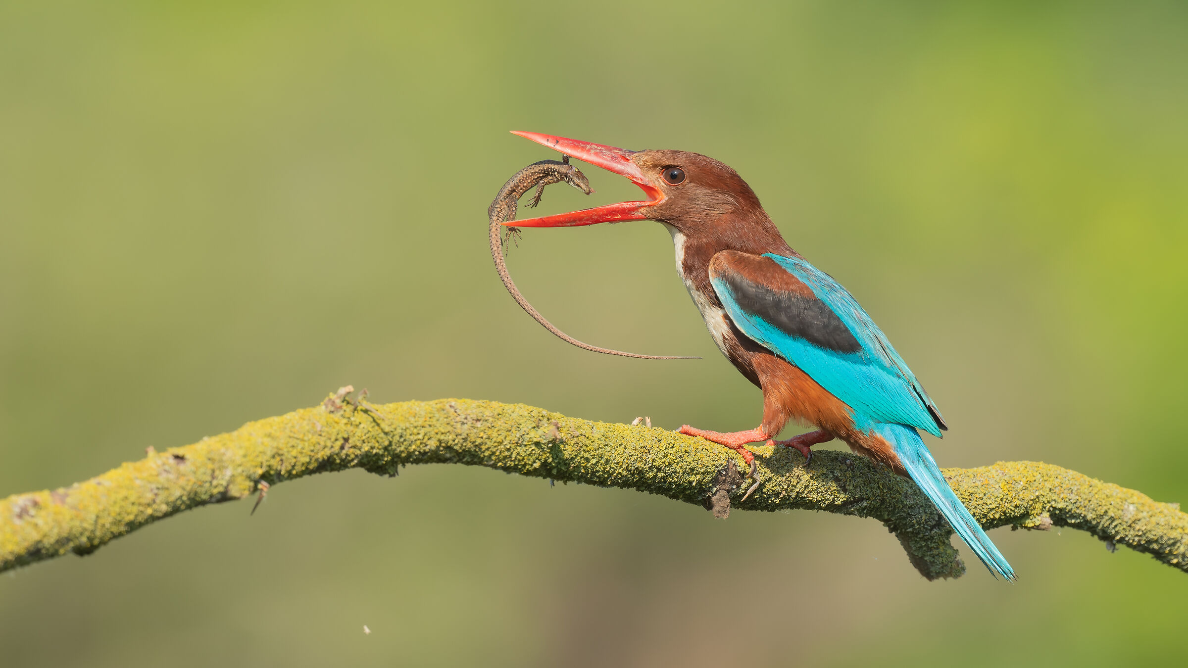 Halcyon smyrnensis » White-throated Kingfisher