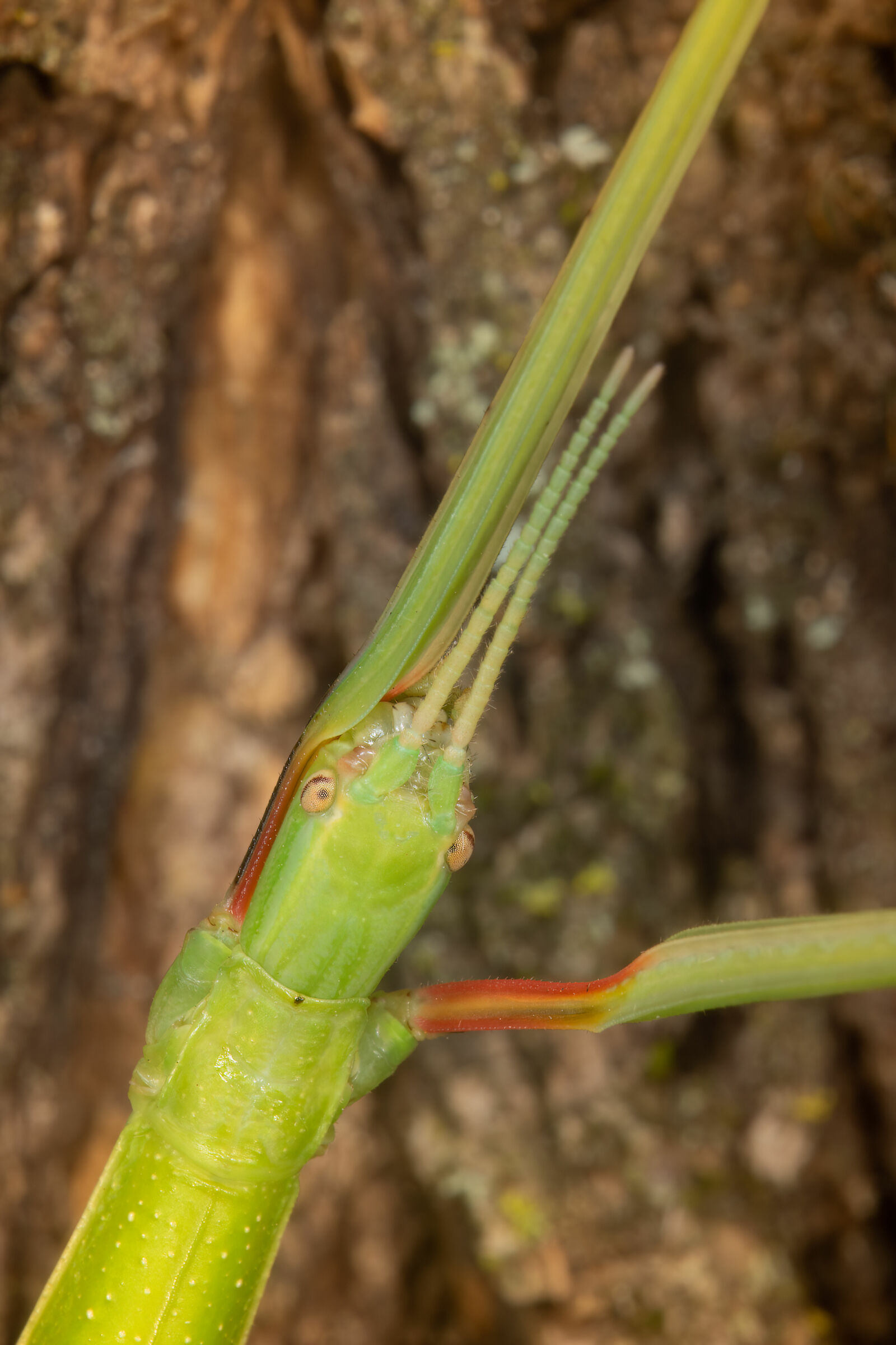 Bacillus rossius, femmina