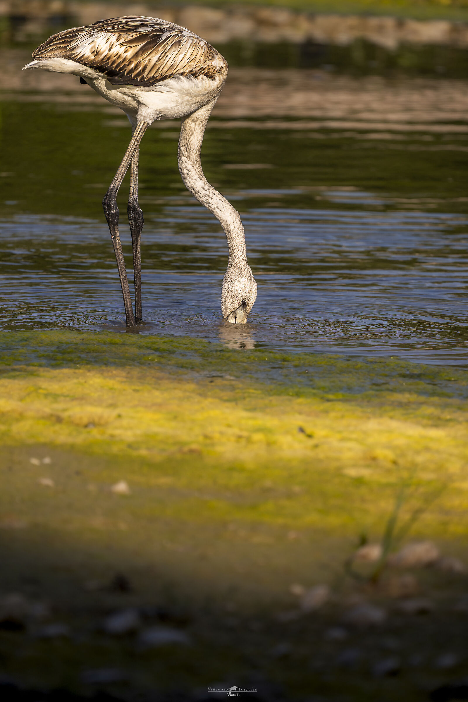Fenicottero e giochi di ombra