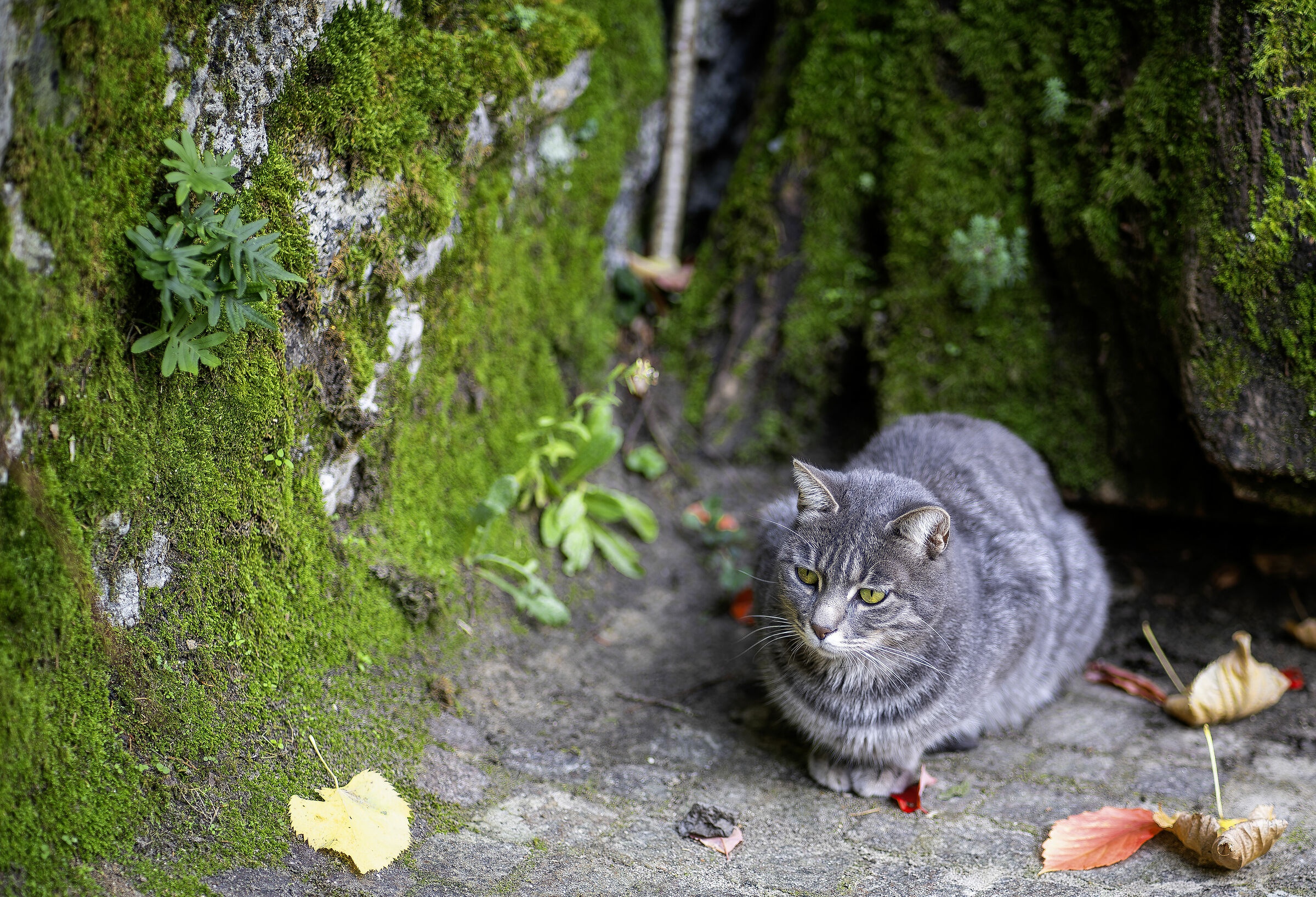 cat in the cold autumn