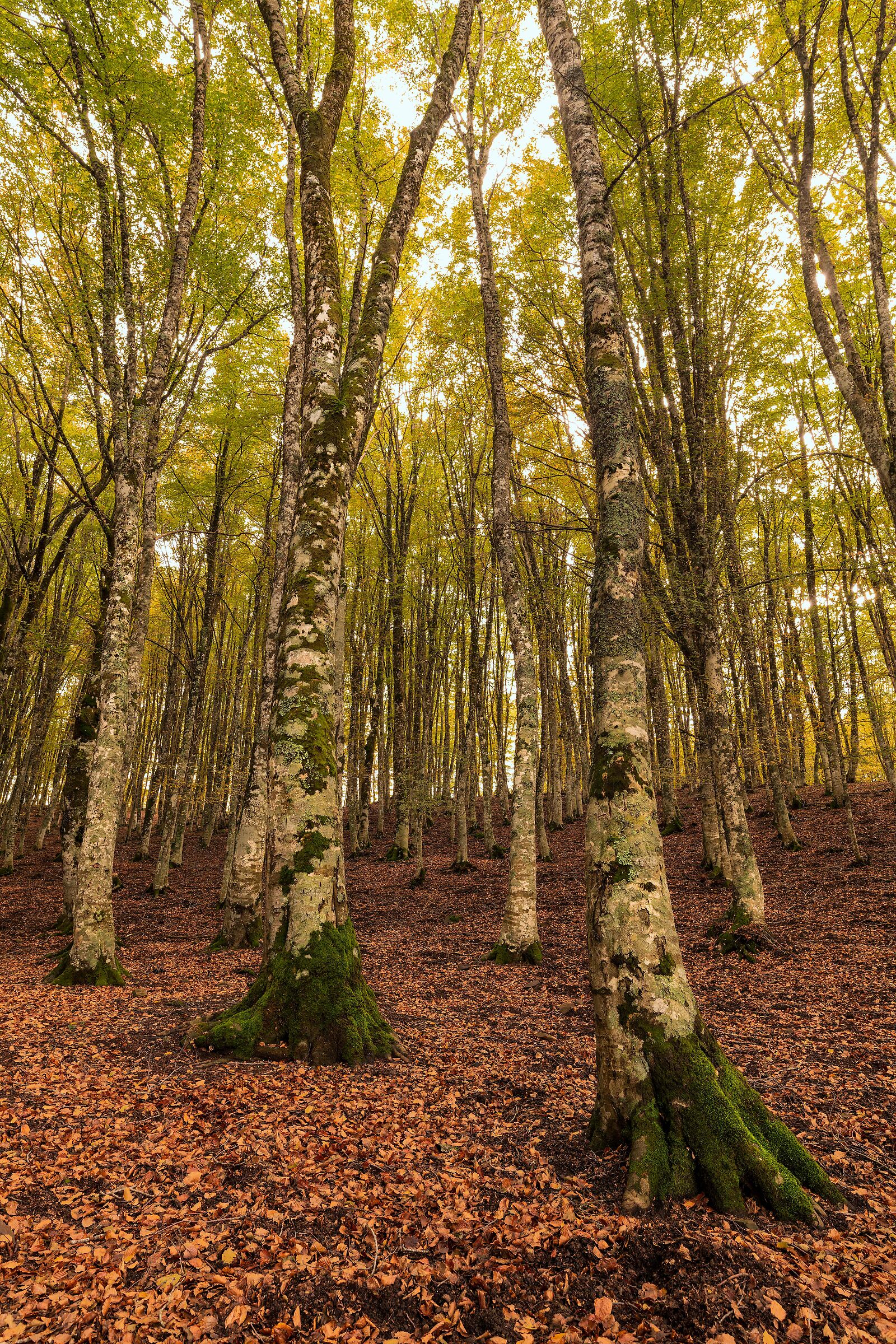 Parco dei Nebrodi - Cesarò Messina