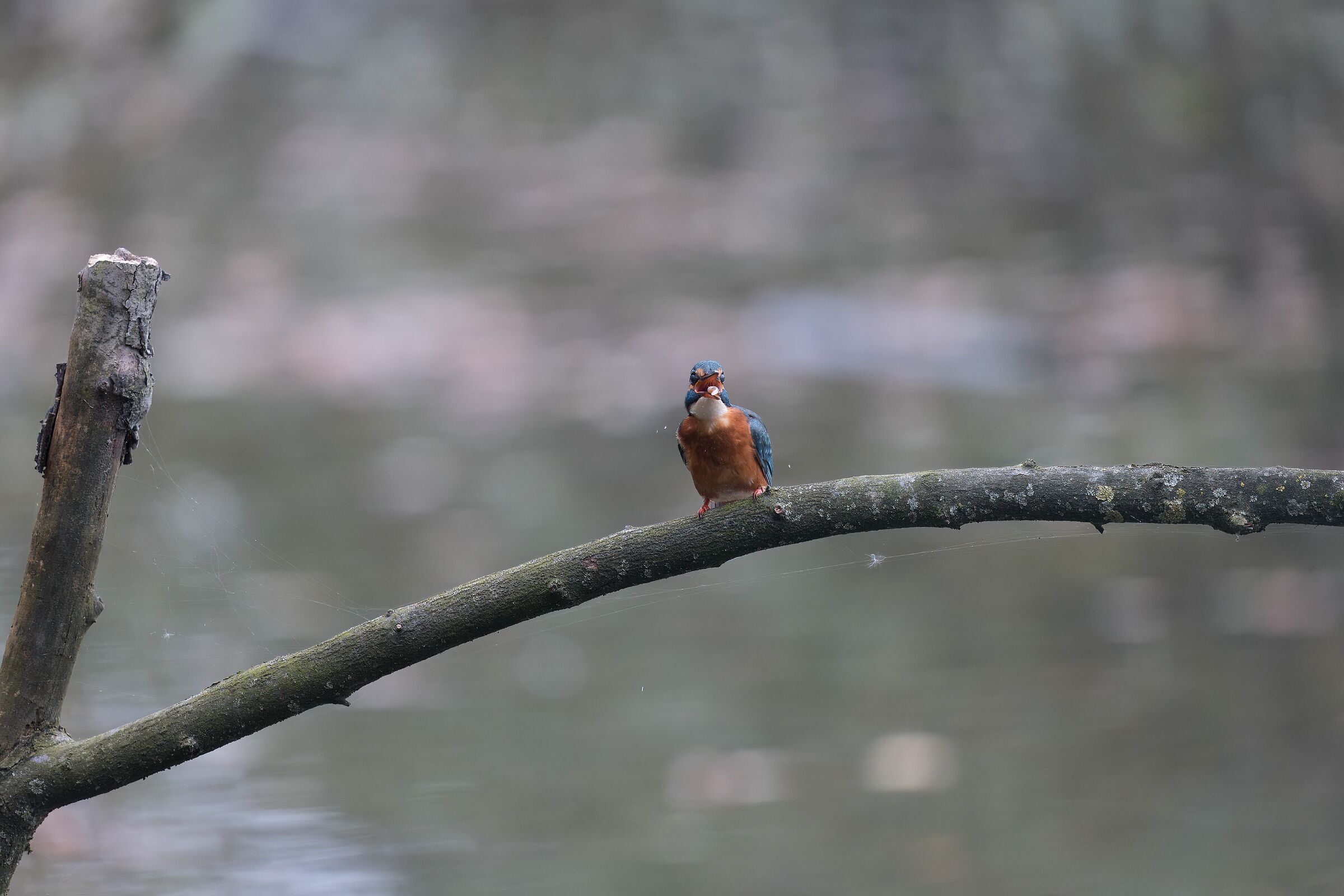 Vieni dalla mamma...